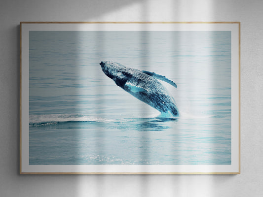 Maine Humpback