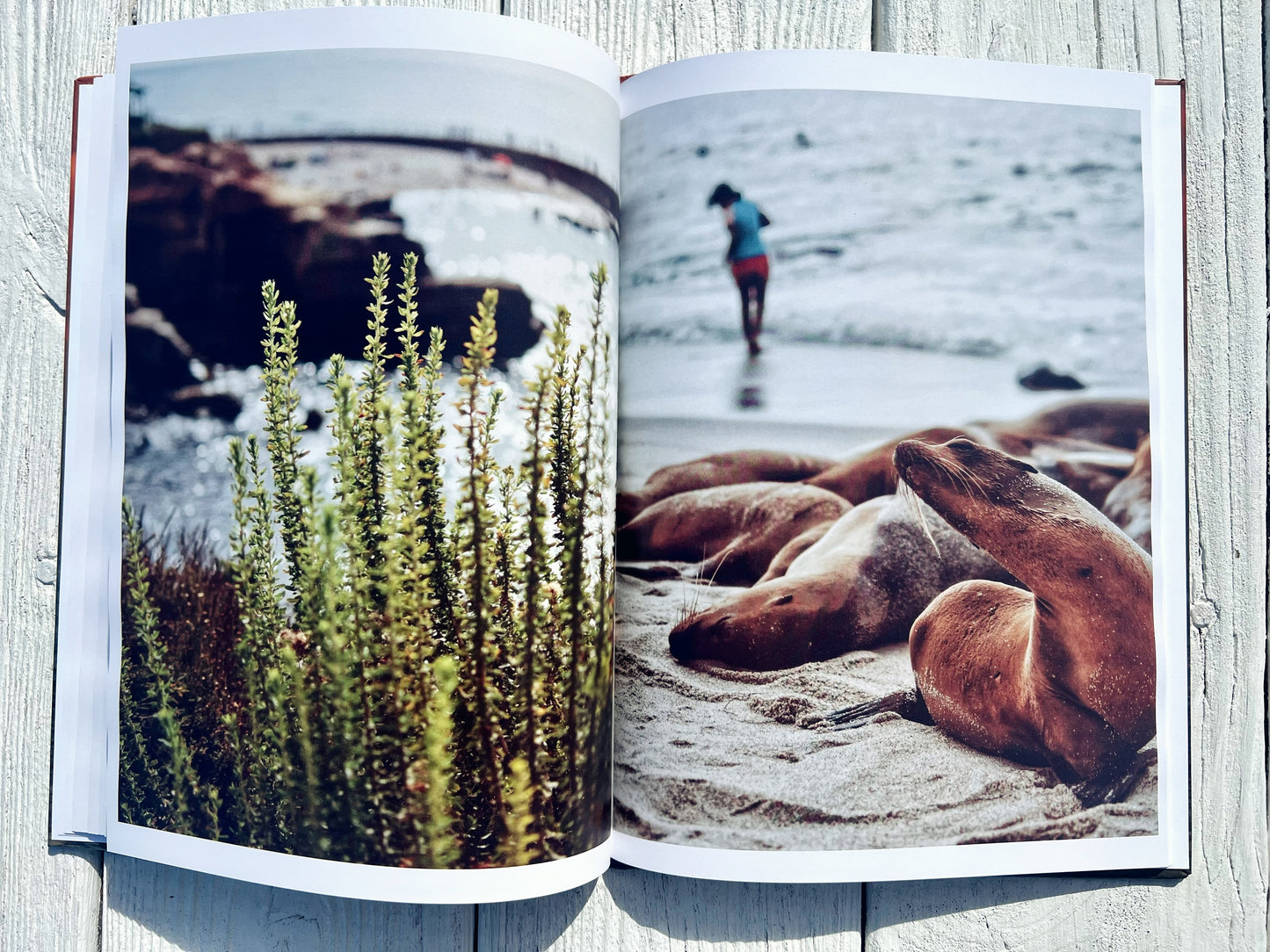 San Diego Sun: A West Coast Collection | Coffee Table Photography Book By Jessica Joy