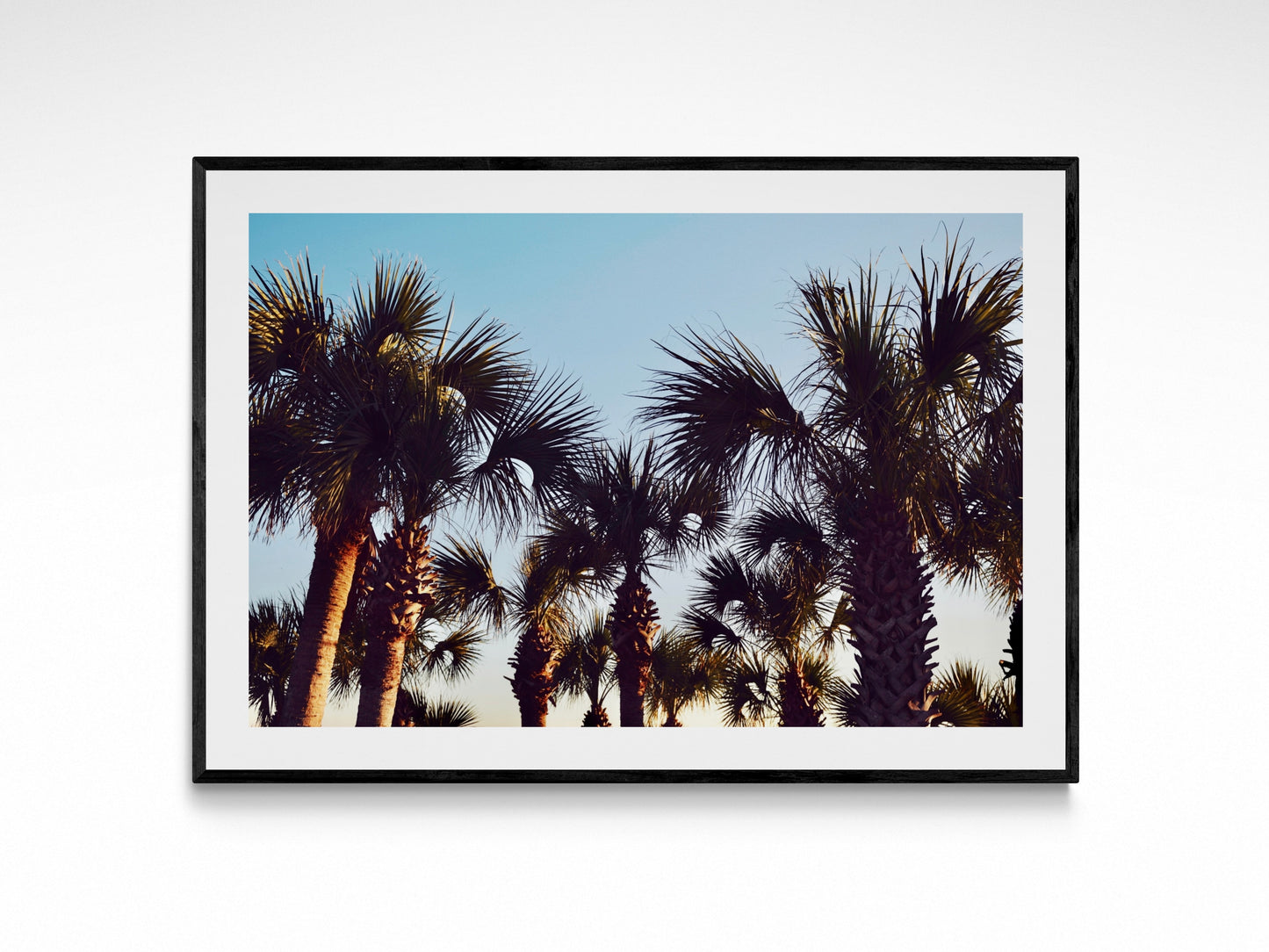 Sunwashed Palms