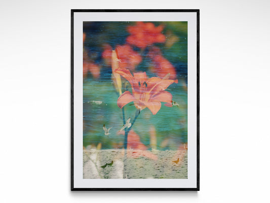 Tiger Lily Coast