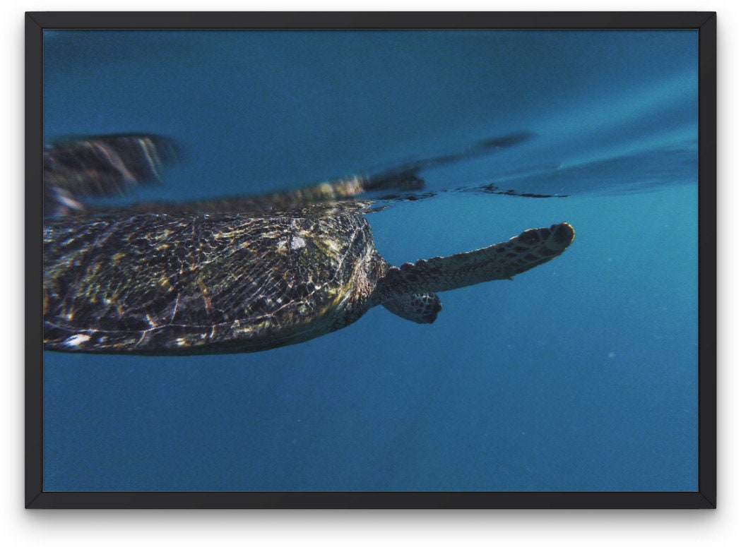 Hawaiian Sea Turtle