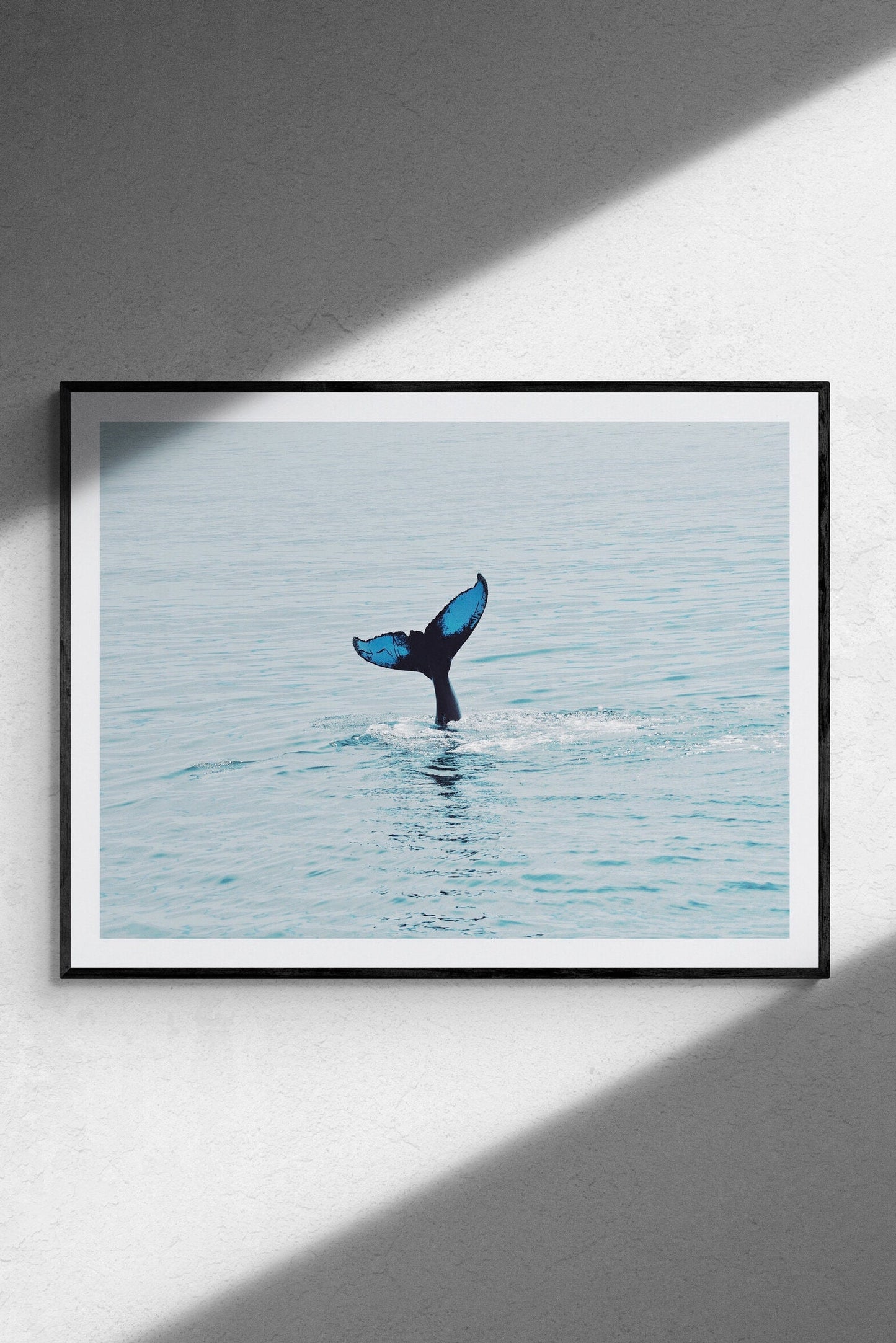 Maine Humpback Whale