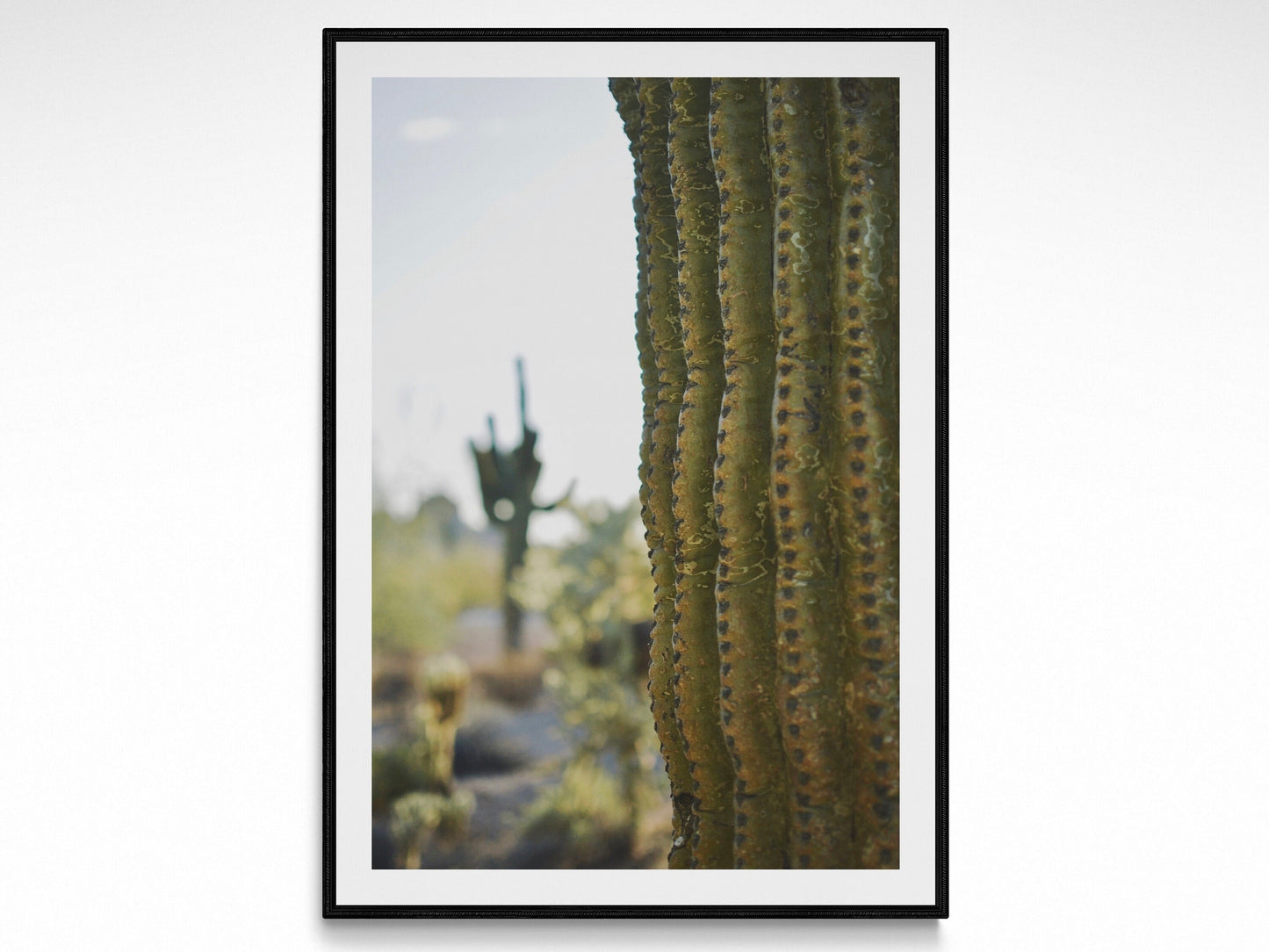 Desert Cactus