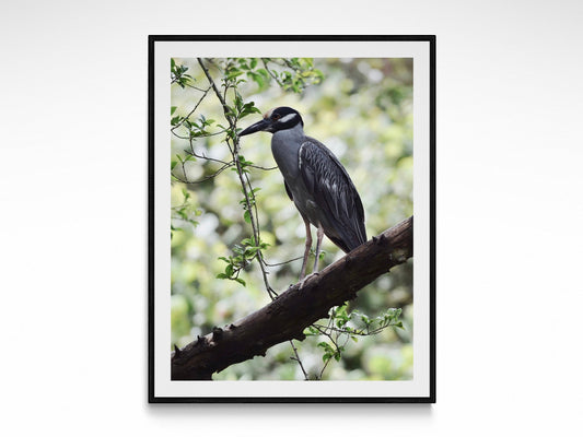 Rainforest Heron