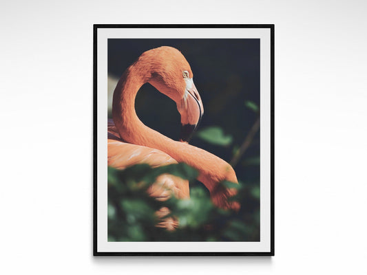 Tropical Flamingo