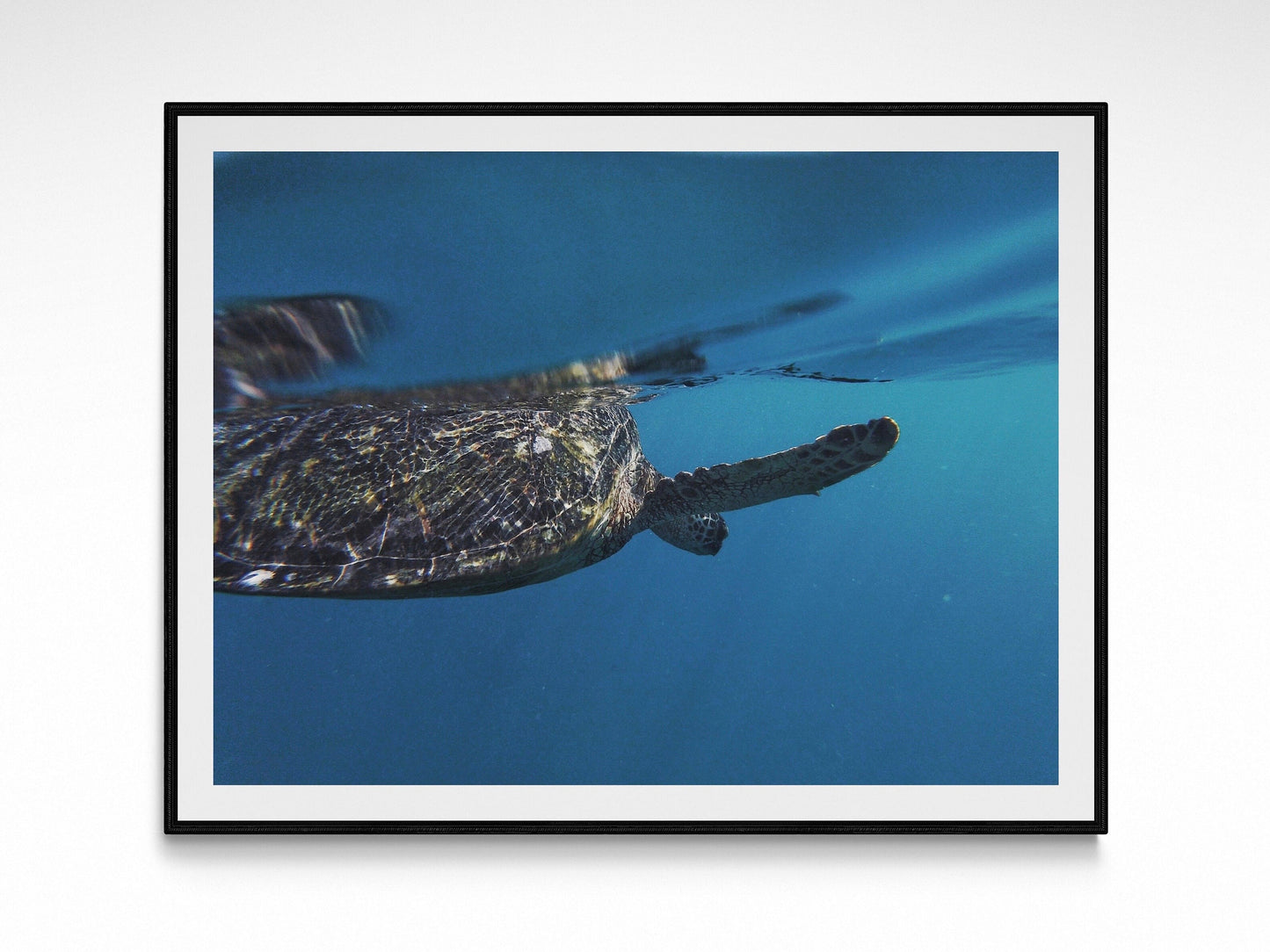 Hawaiian Sea Turtle