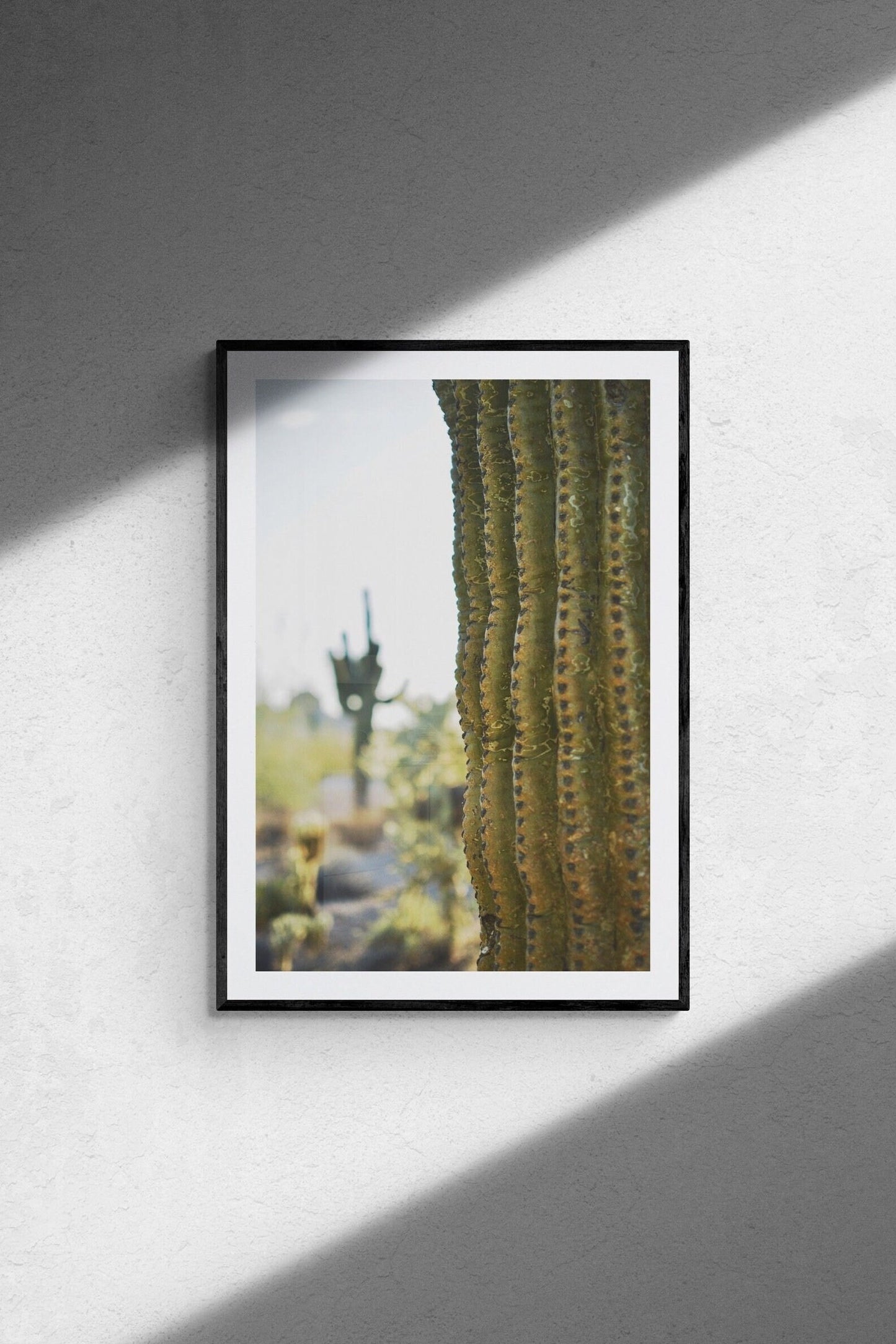 Desert Cactus