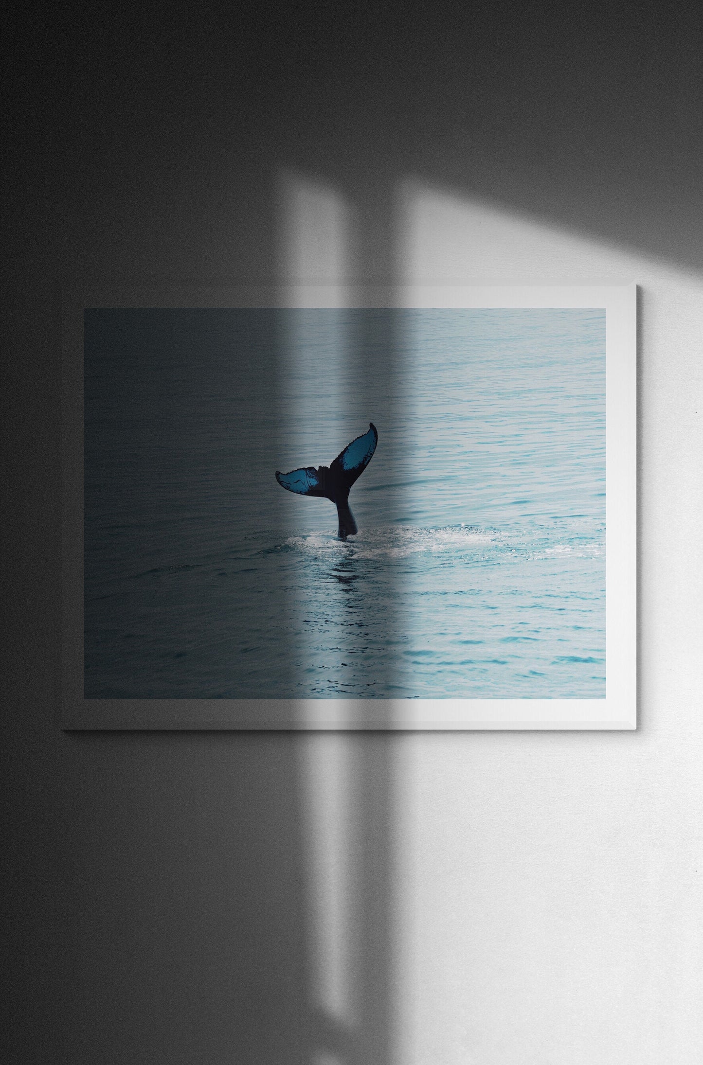 Maine Humpback Whale