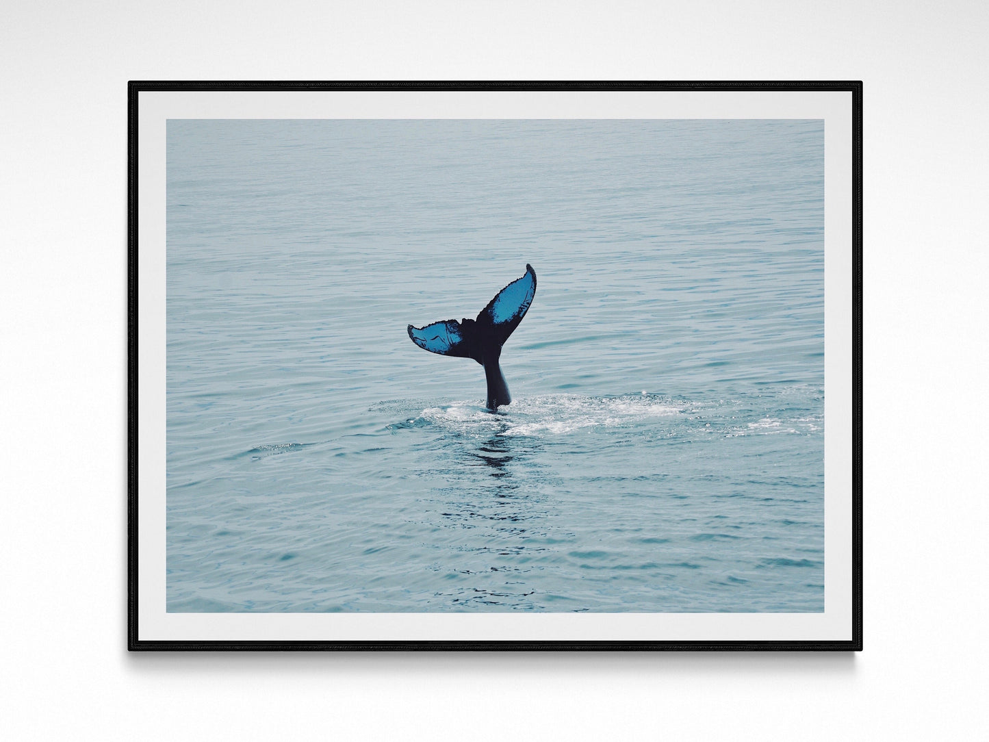 Maine Humpback Whale