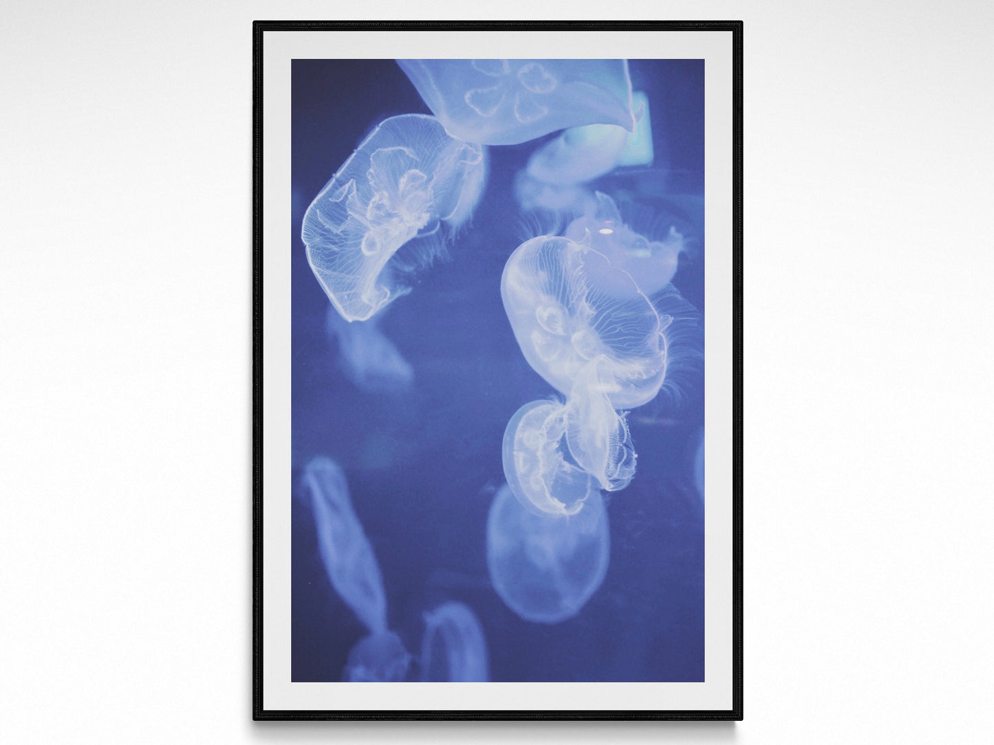 Ocean Jellyfish