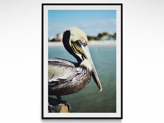 Tropical Pelican