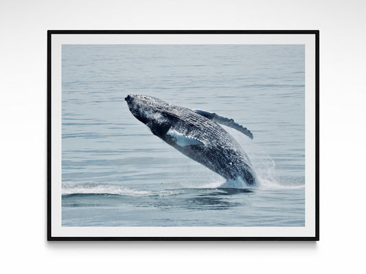 Humpback Dance