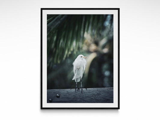 Tropical Heron