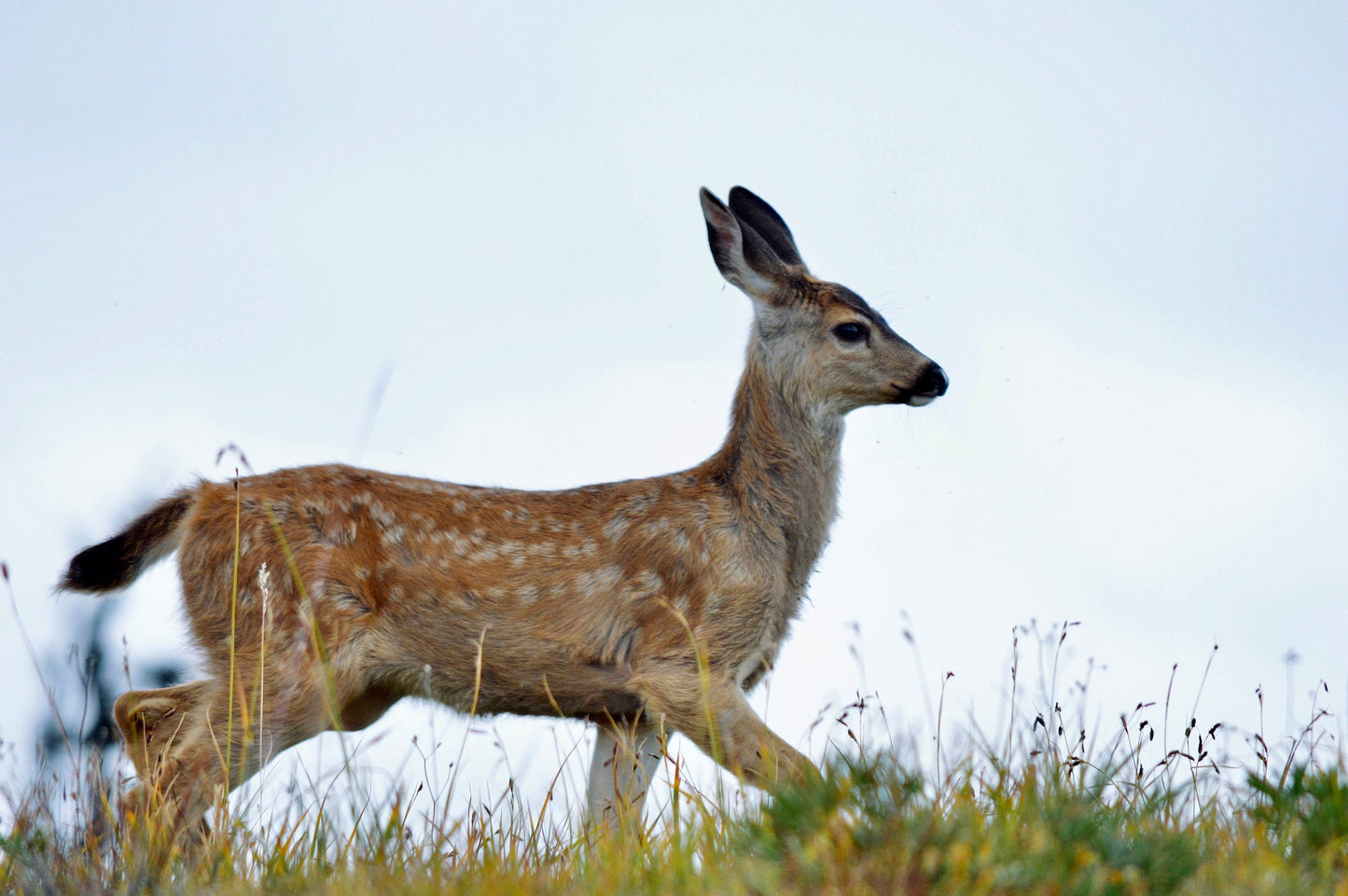 Rustic Deer