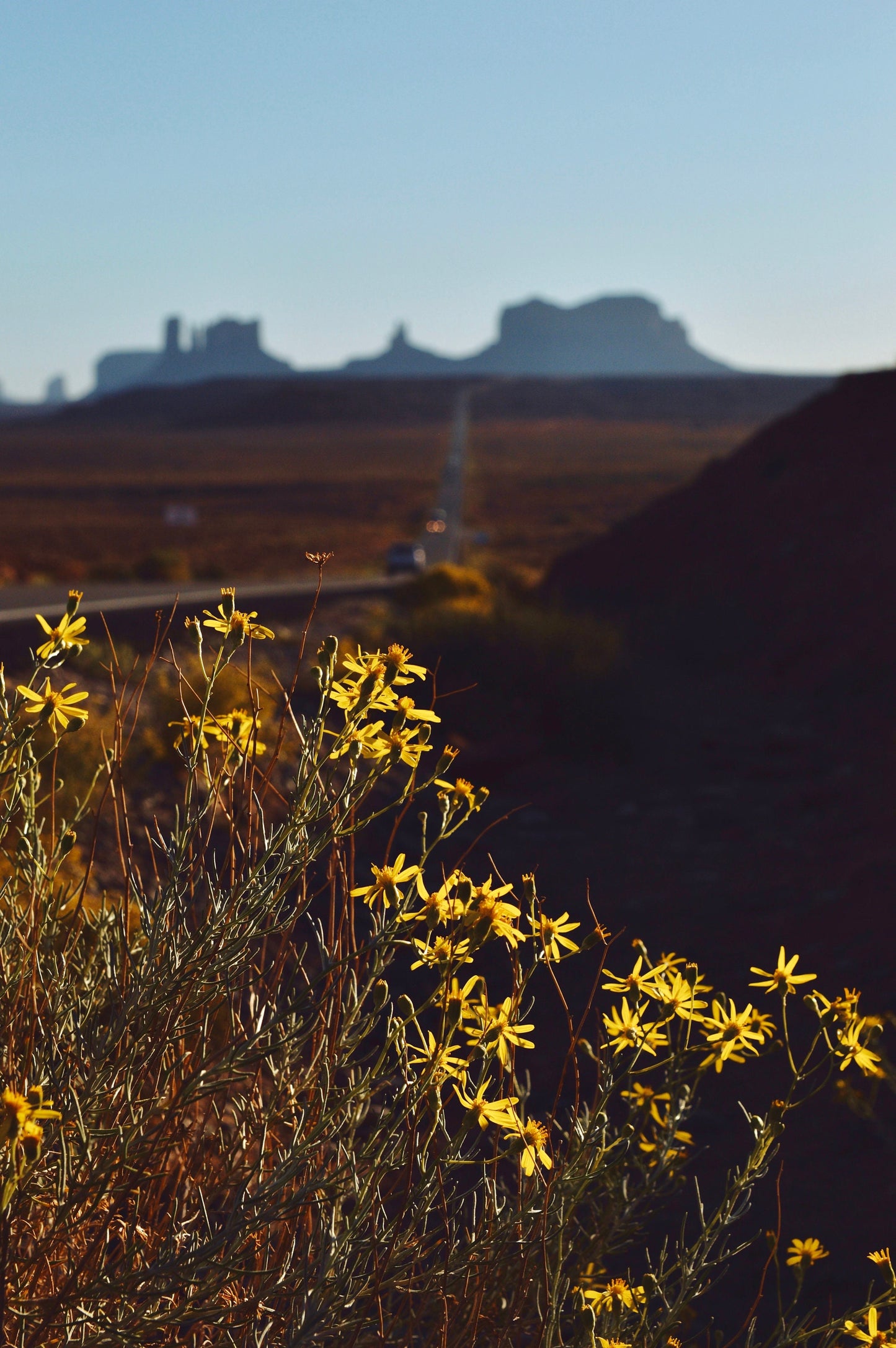 Monument Valley Flowers