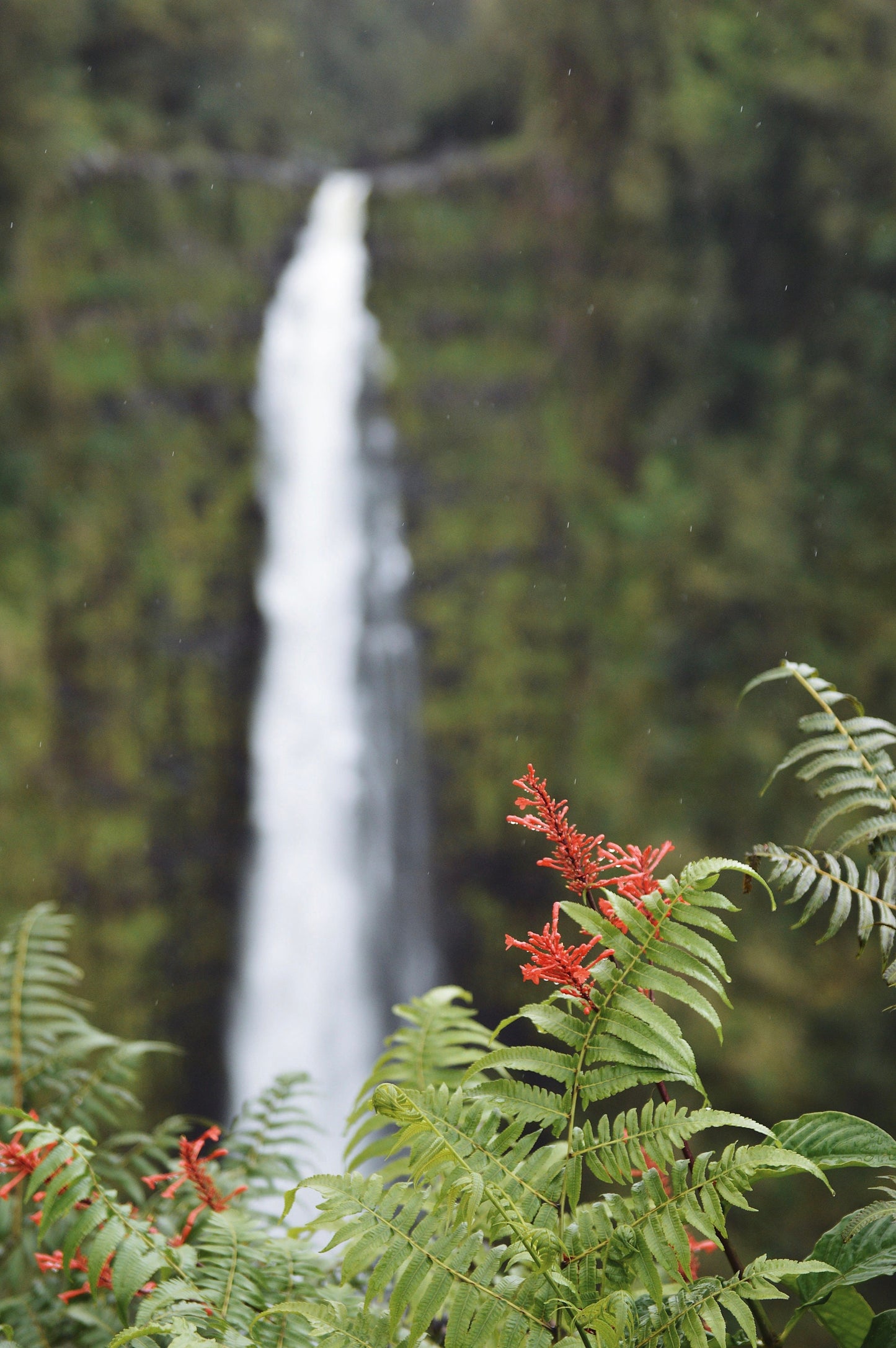 Tropical Waterfall