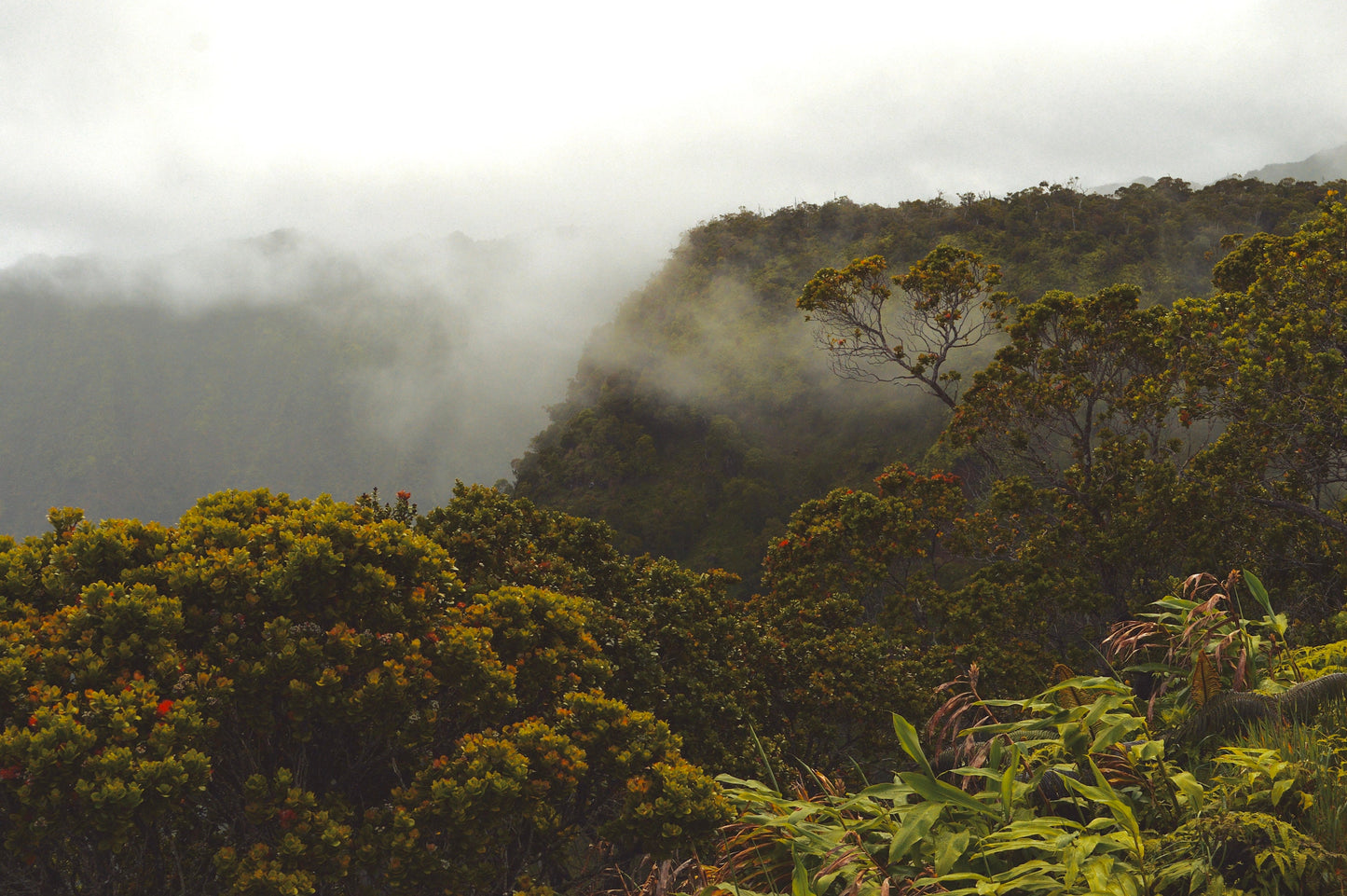 Rainforest Haze