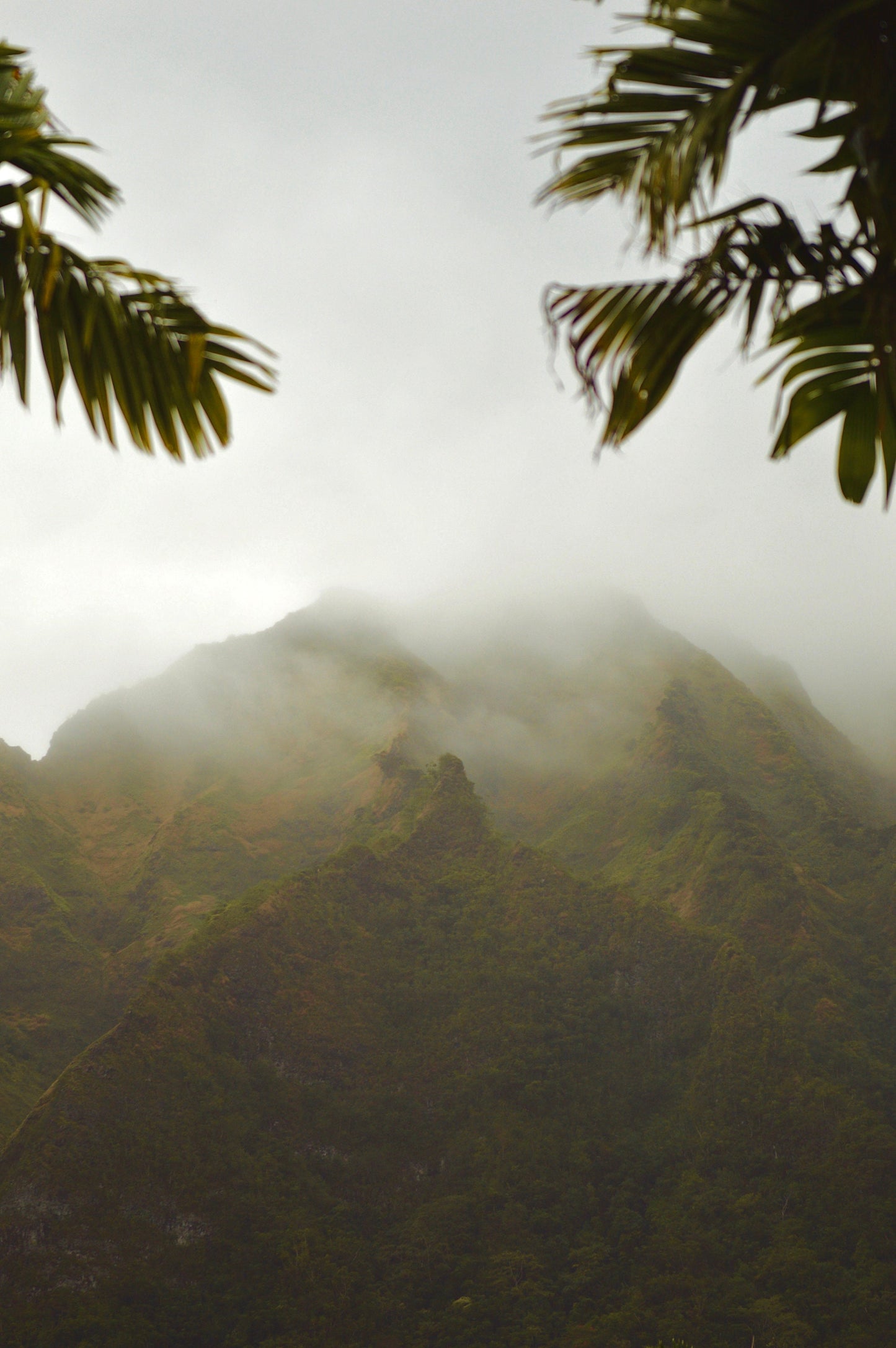 Rainforest Mountain