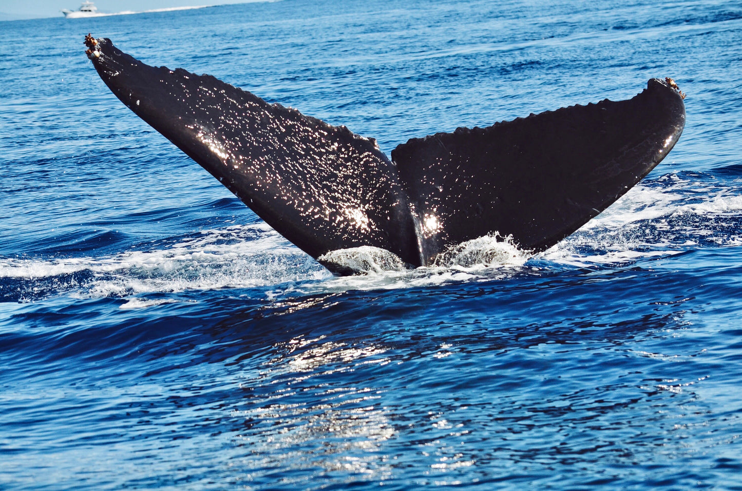 Maui Whale Tail