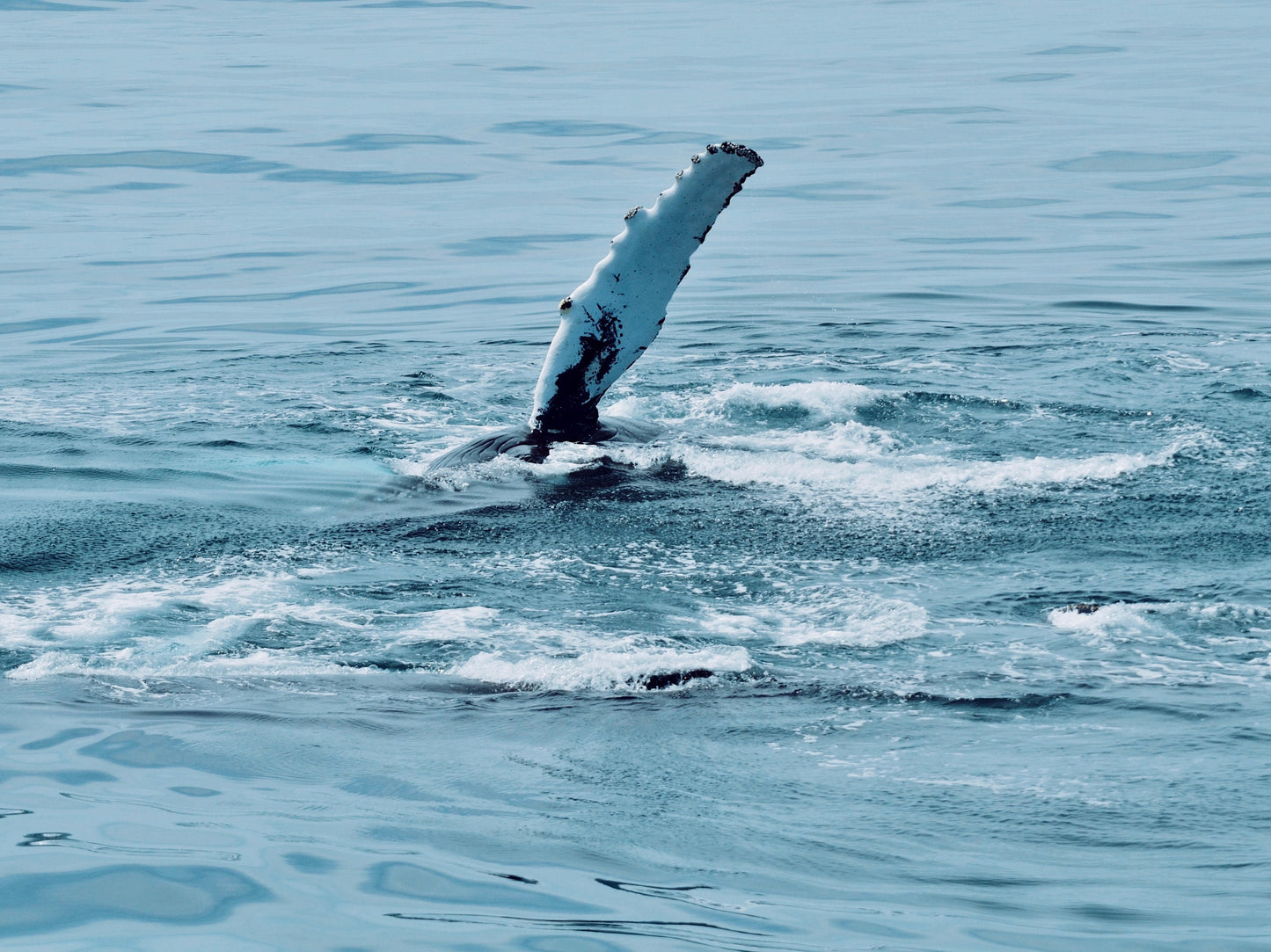 Maine Humpback Whale