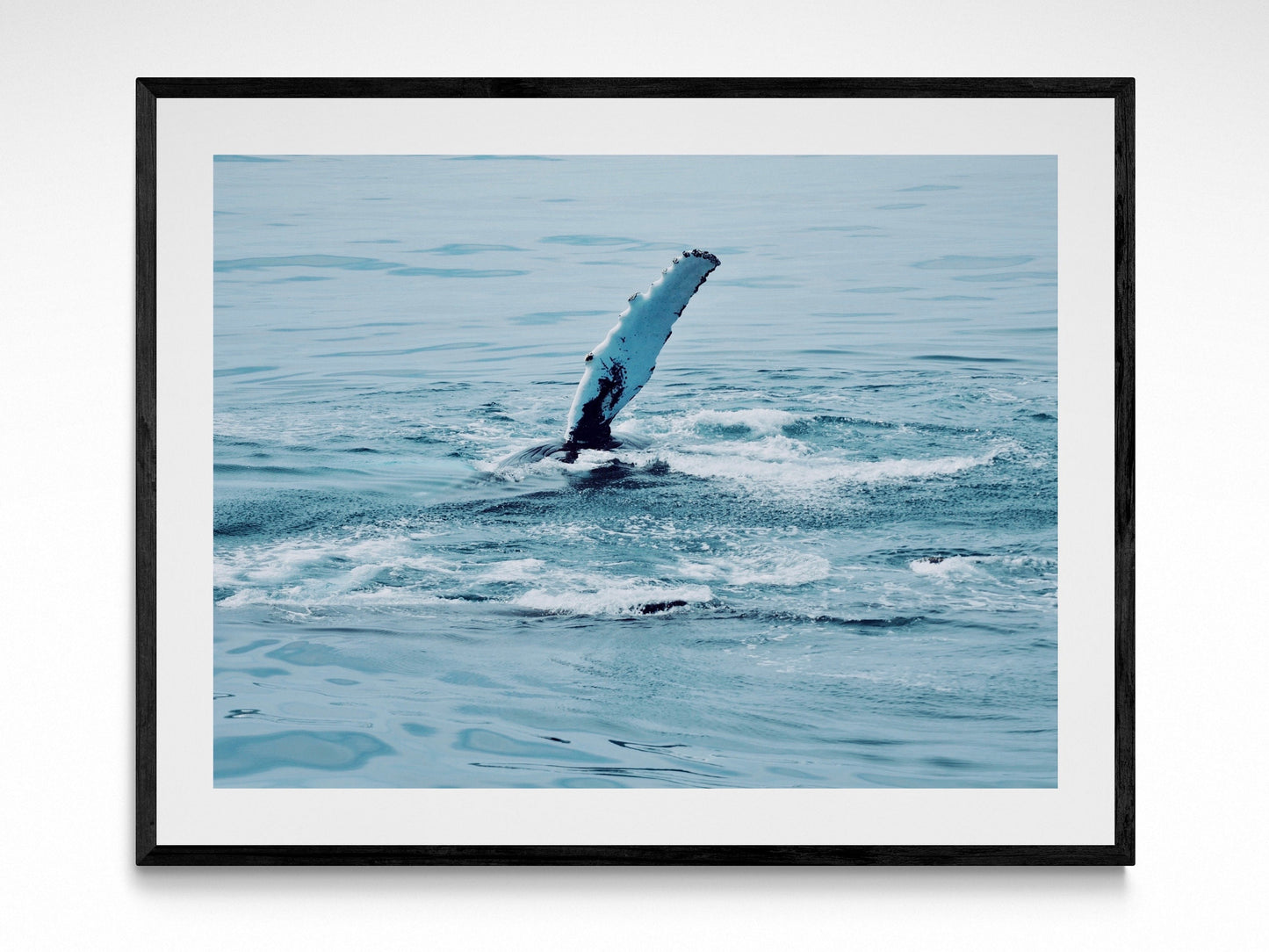 Maine Humpback Whale