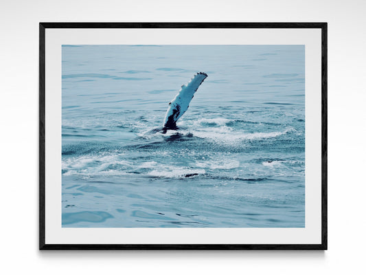 Maine Humpback Whale