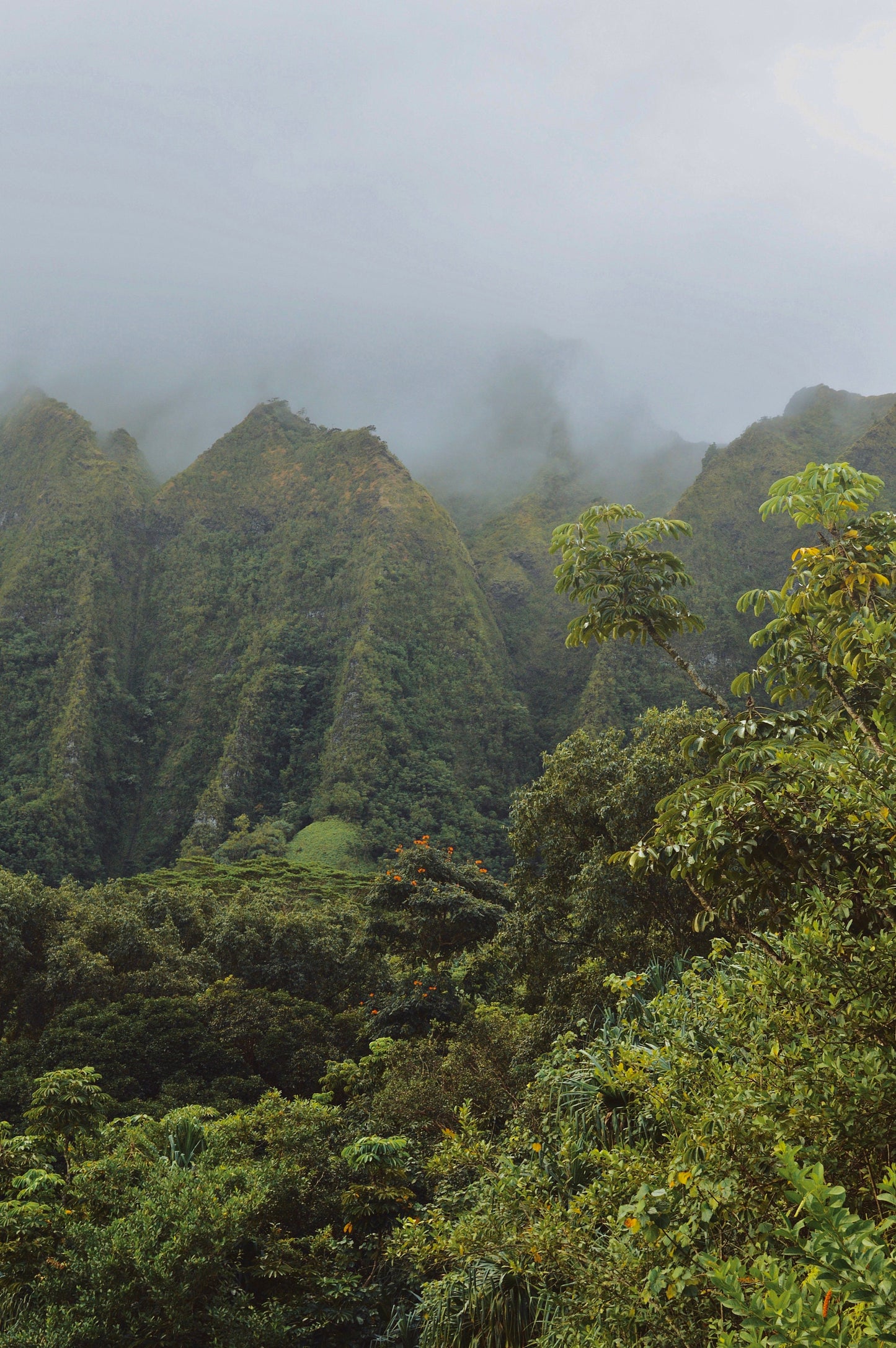 Rainforest Escape