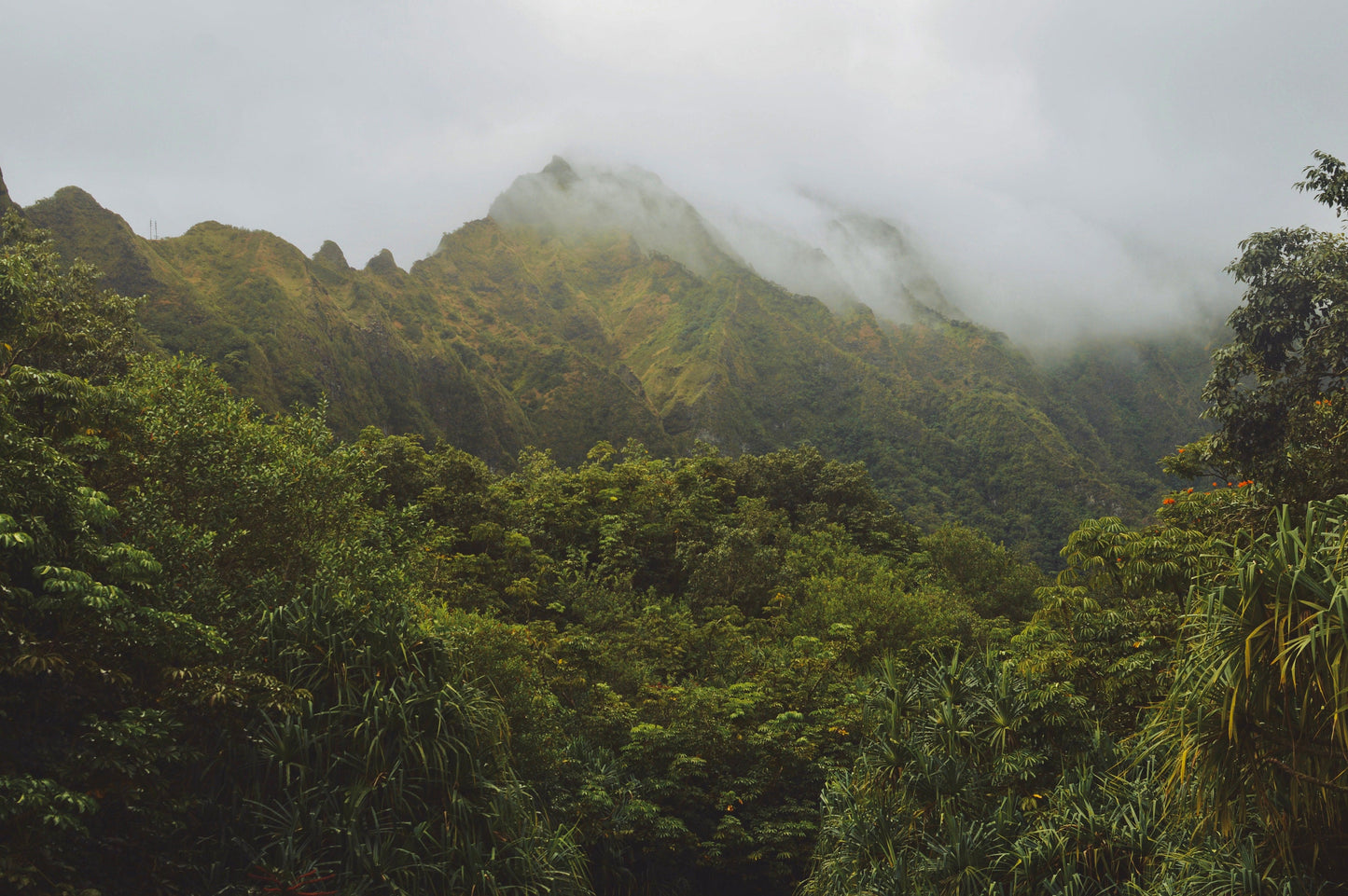 Hawaiian Misty Mountains