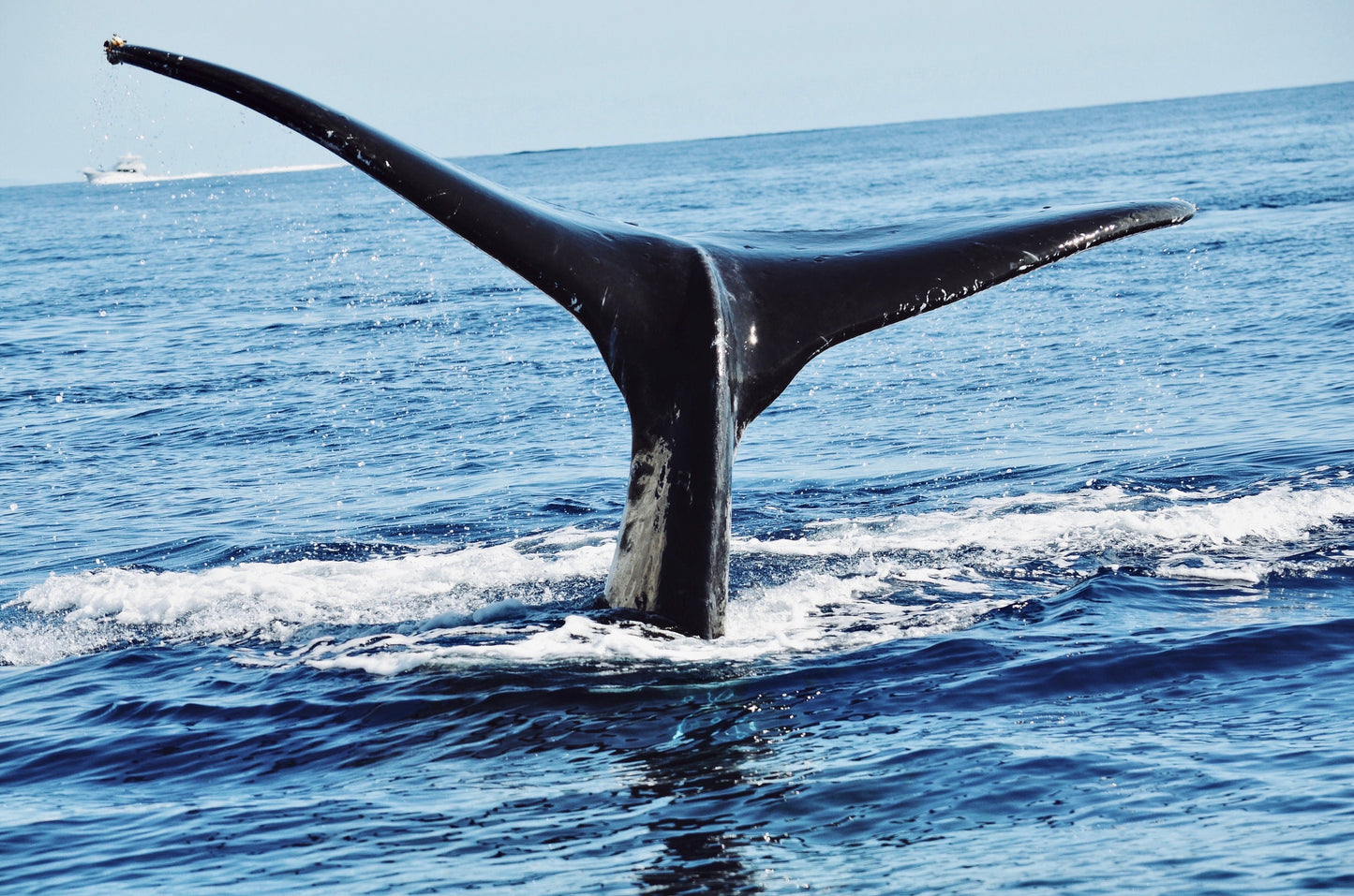 Lahaina Maui Whale