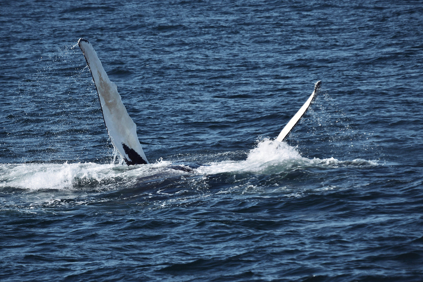 Whale Hug