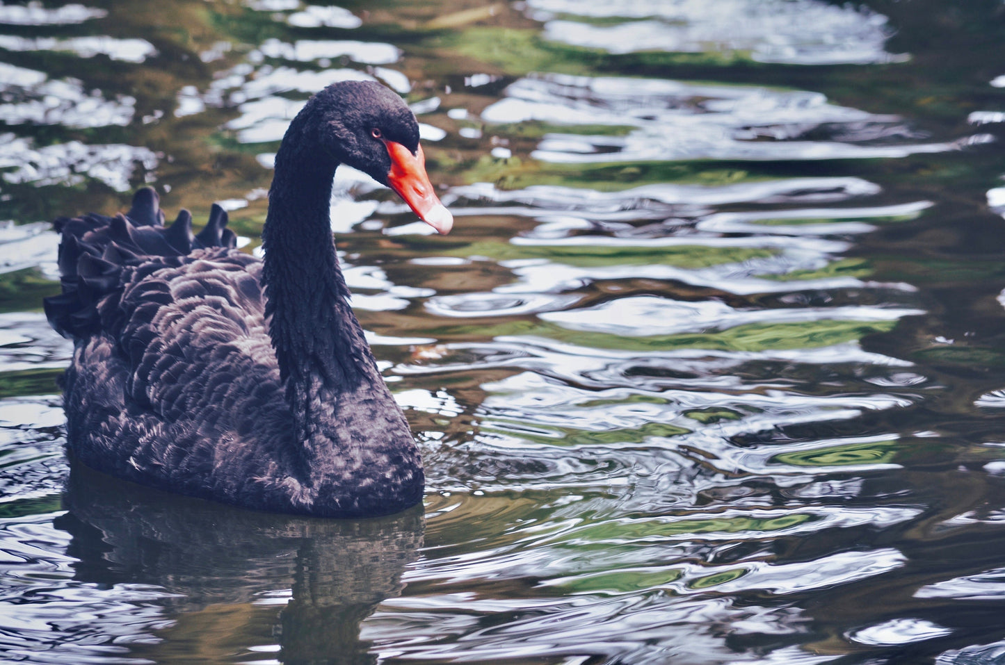 Black Swan