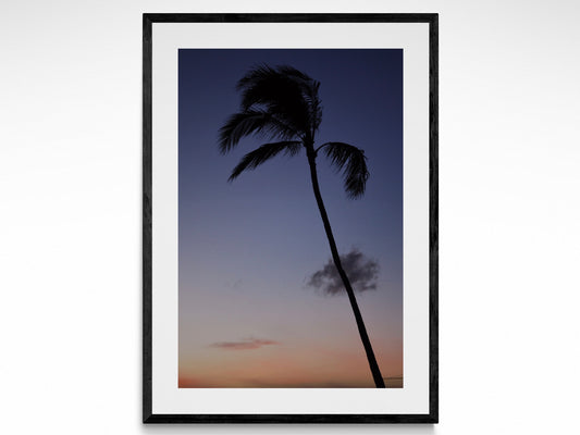 Palm Tree Sunset