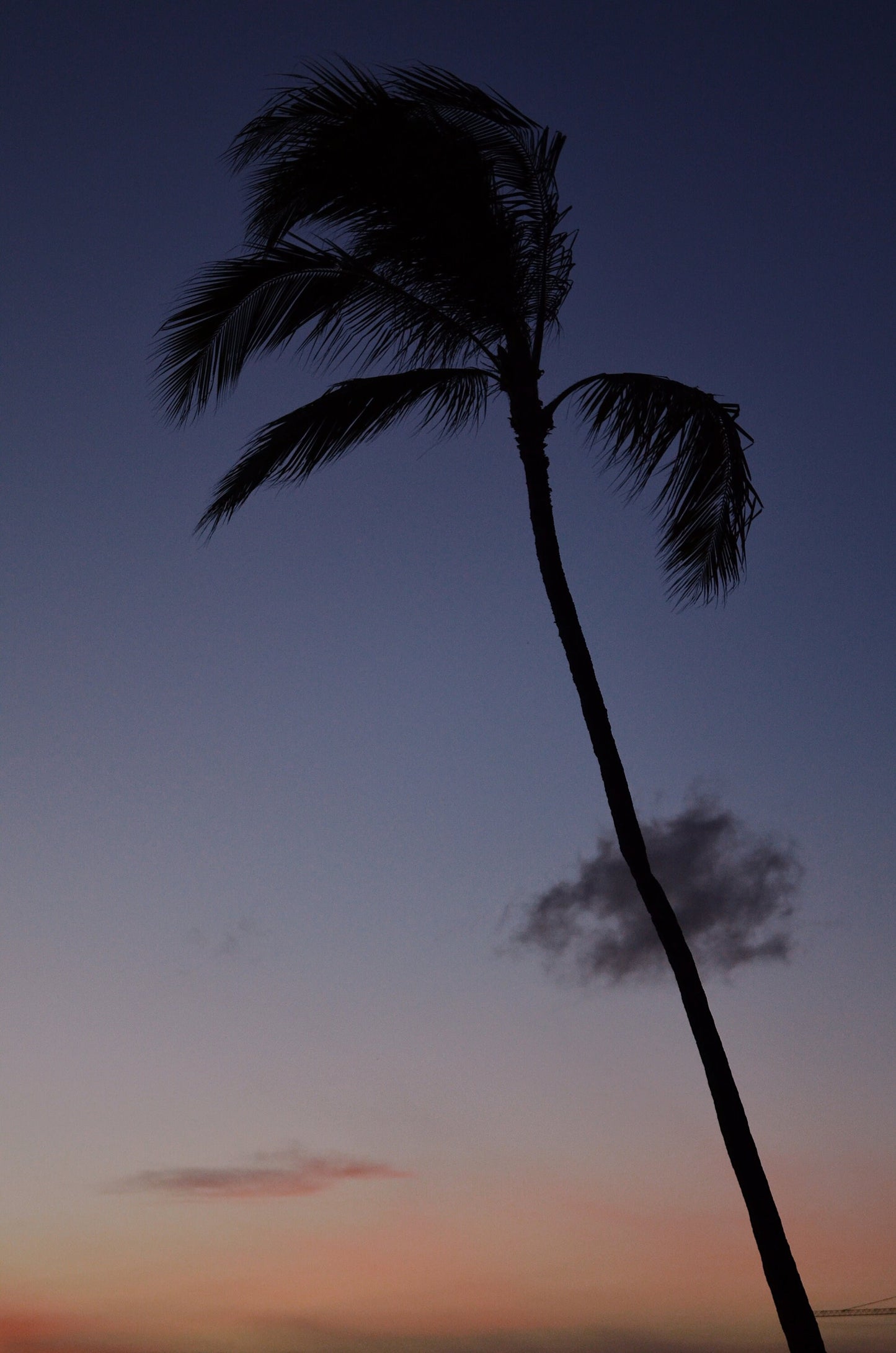 Palm Tree Sunset