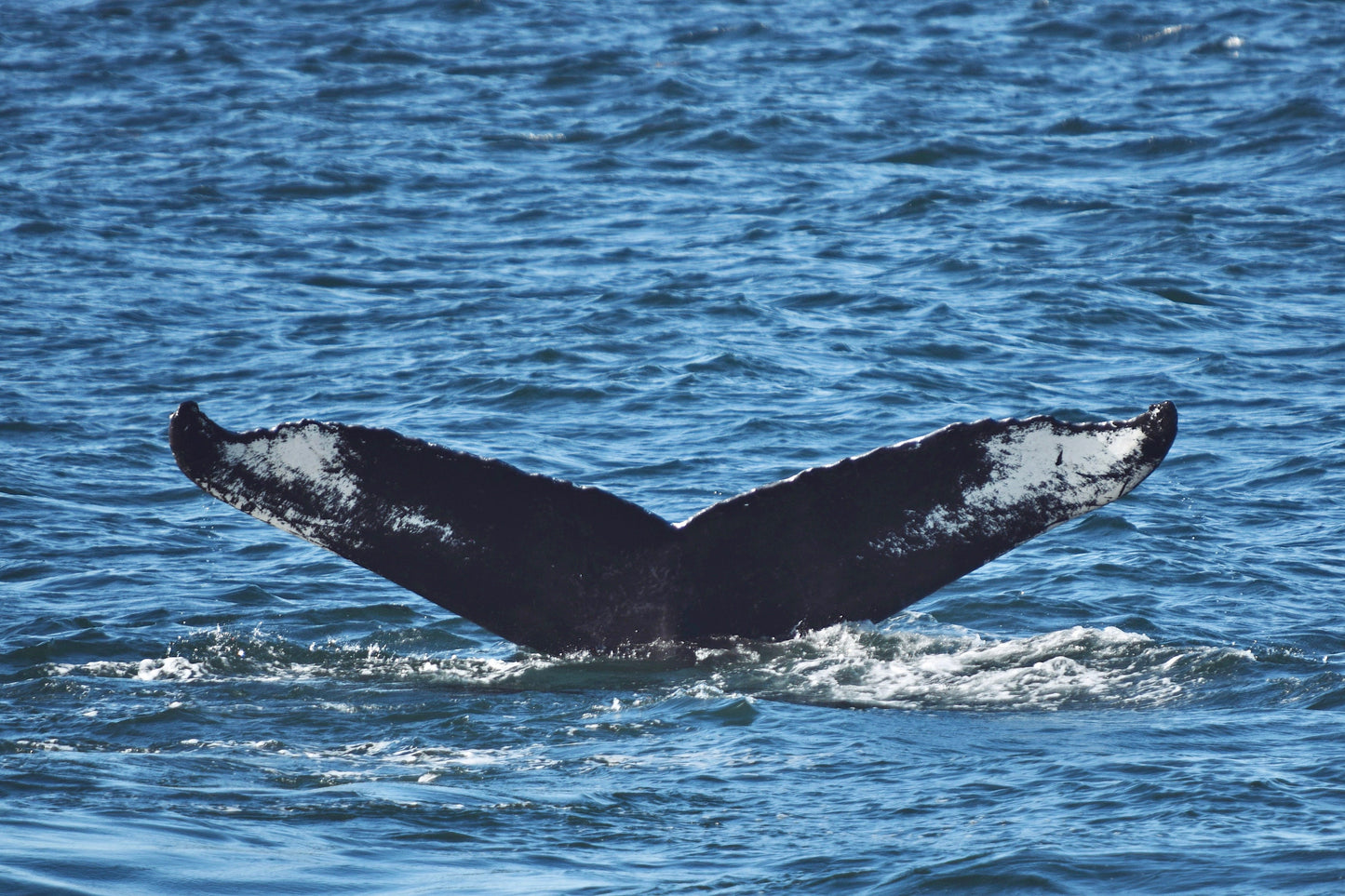 Humpback Whale Dive