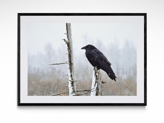 Raven In Snow