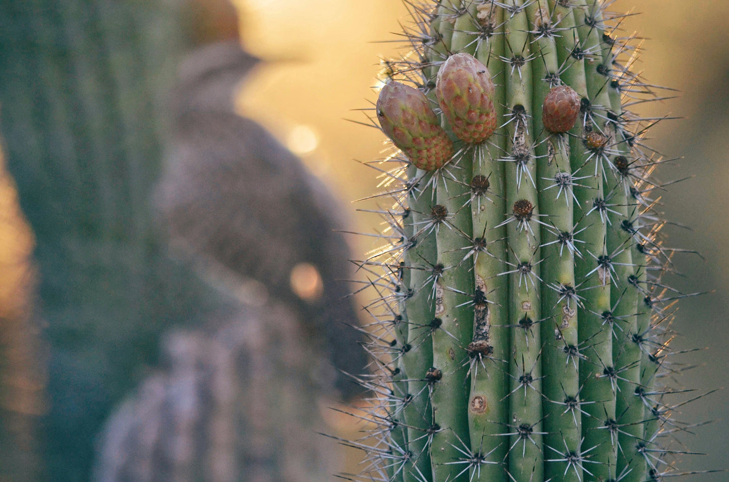 Arizona Cactus Sunset