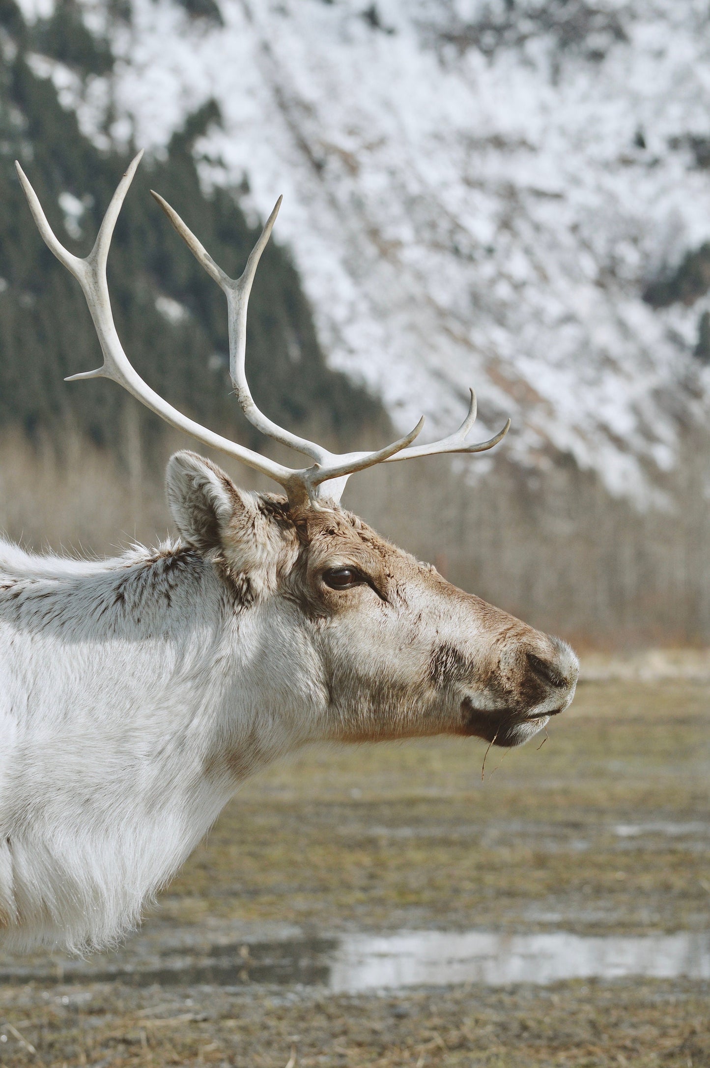 Rustic Reindeer