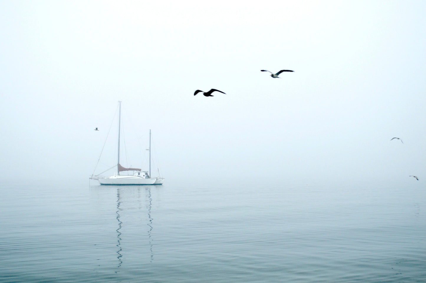 Seagulls In Ocean Fog