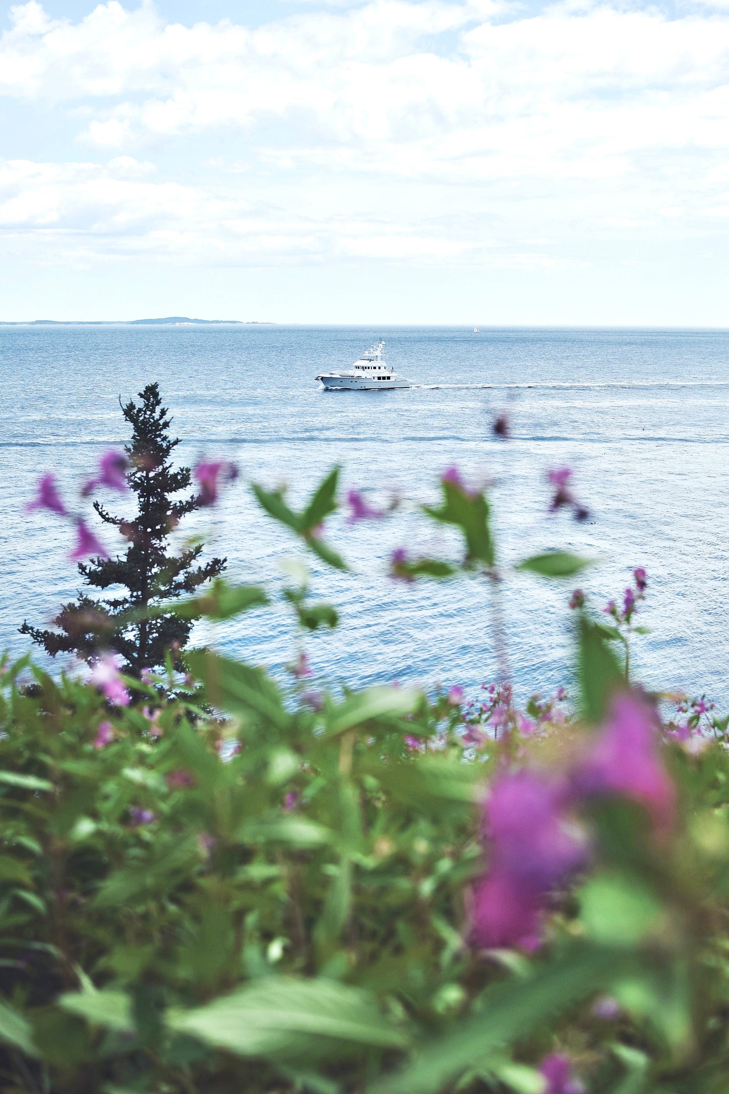 Boat & Summer Flowers