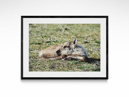 Sleeping Baby Caribou Fine Art Print