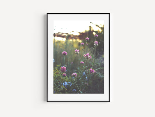 Arizona Wildflowers