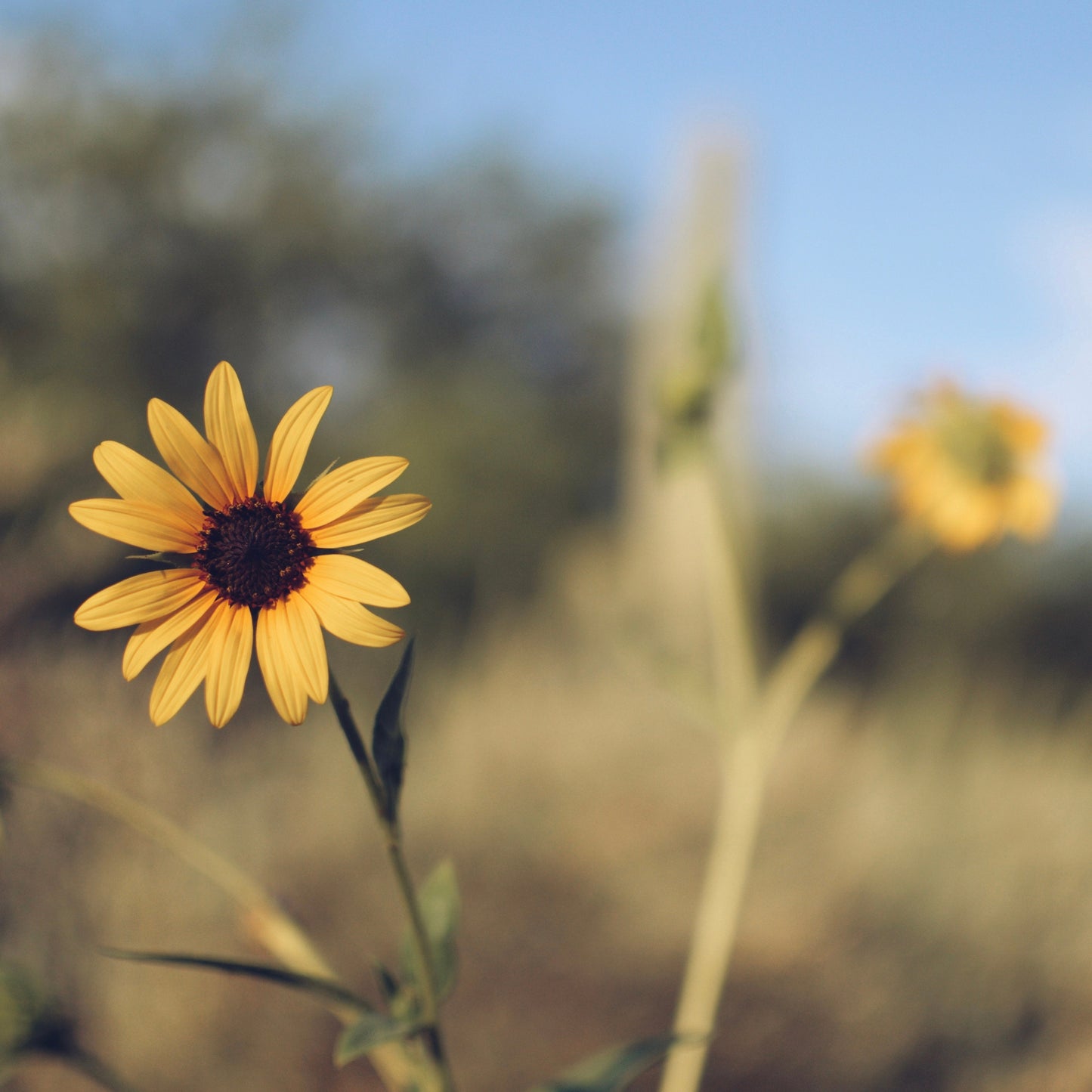 Summer Arizona Wildflowers