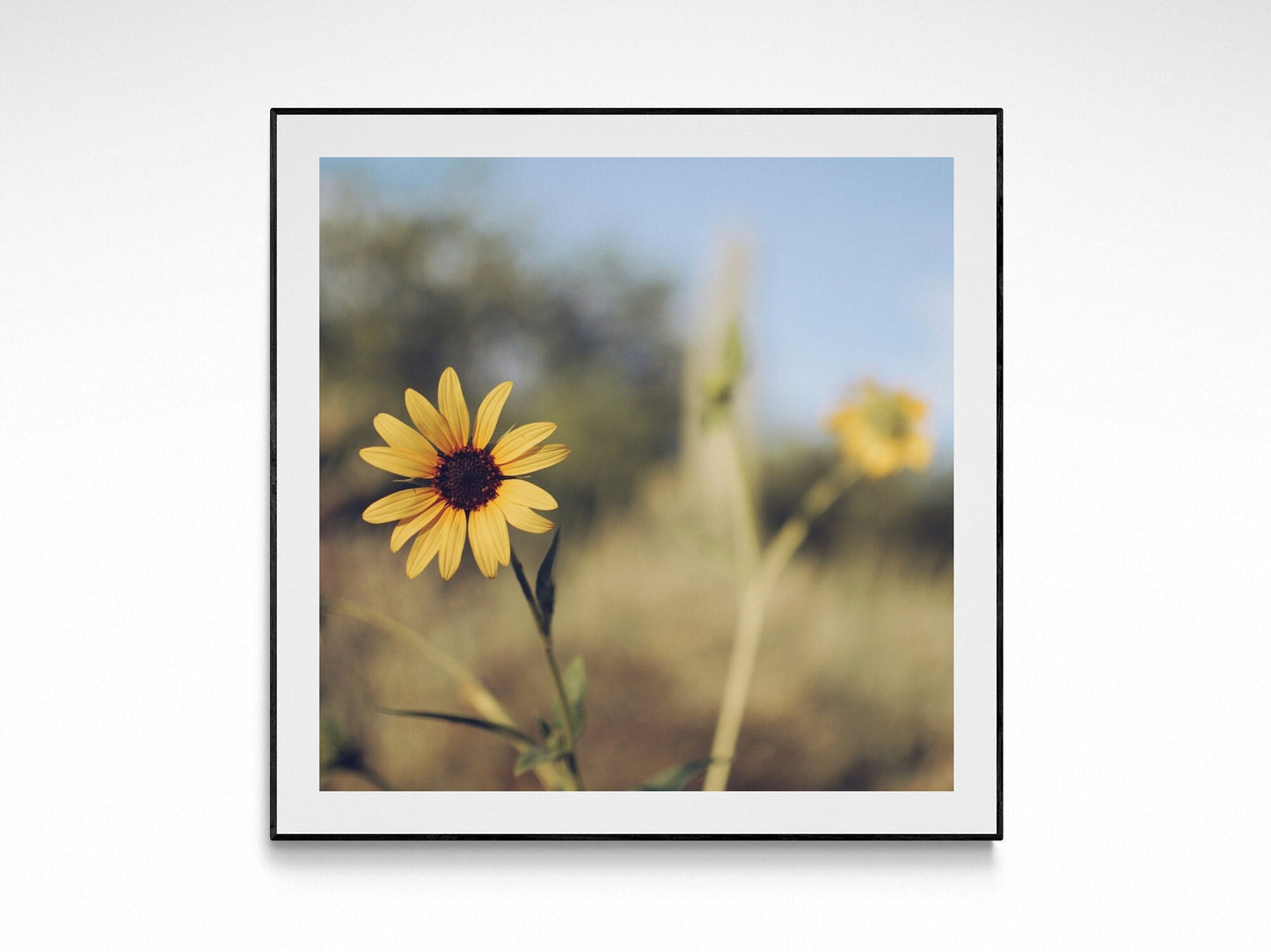 Summer Arizona Wildflowers