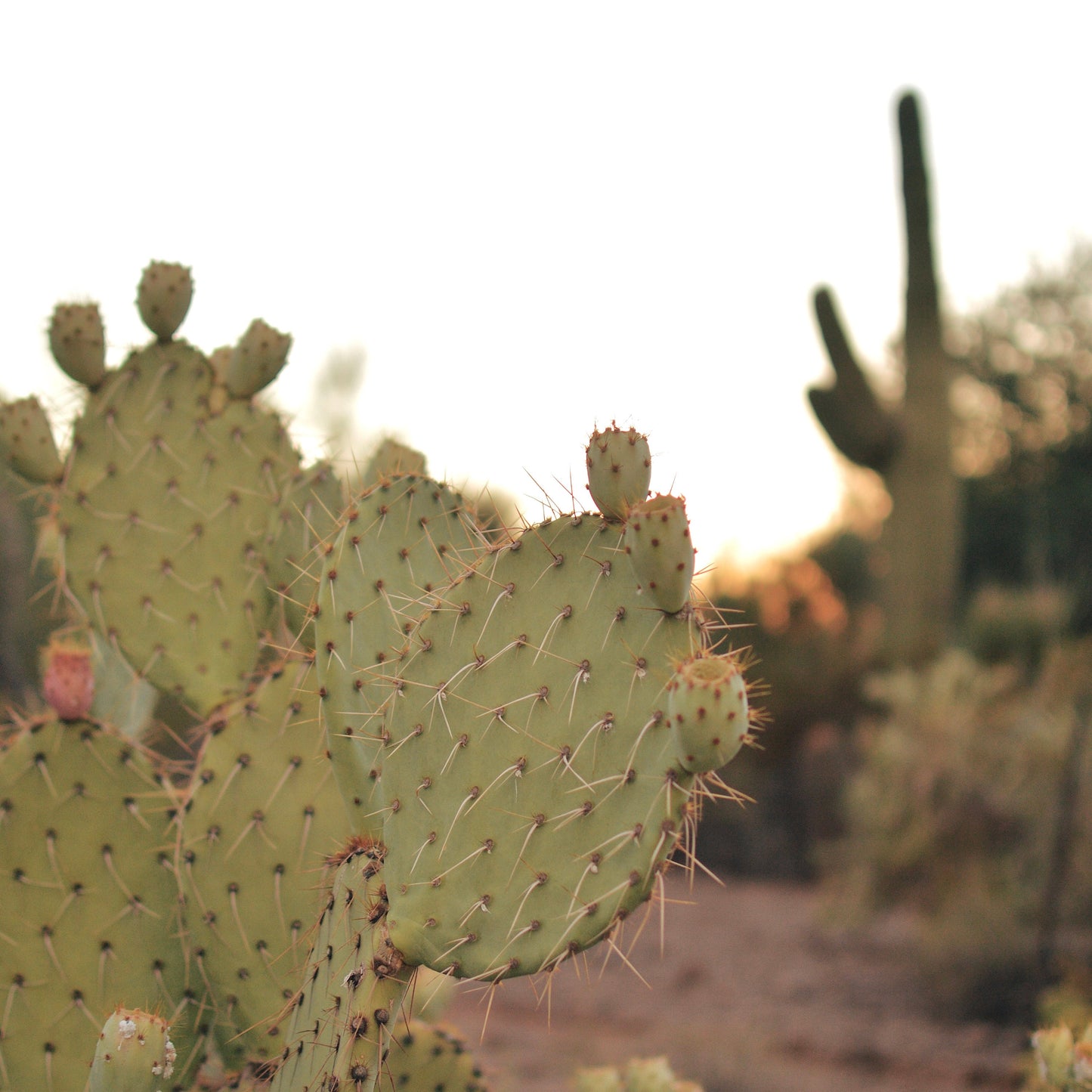 Vintage Desert Cactus