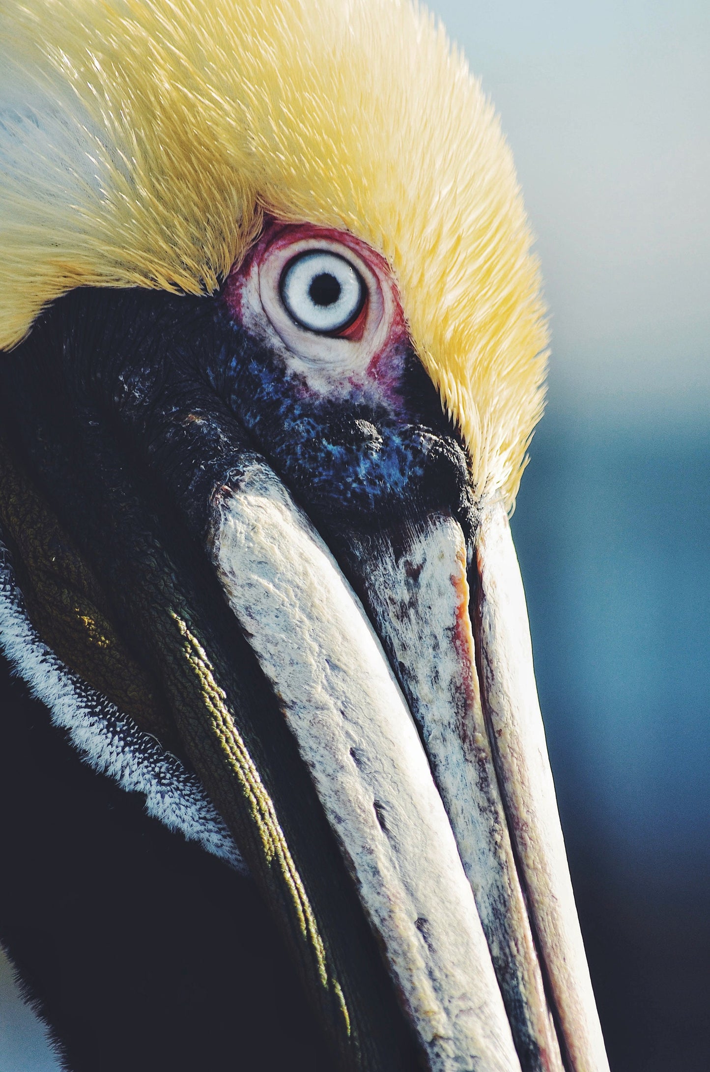 Pelican Portrait