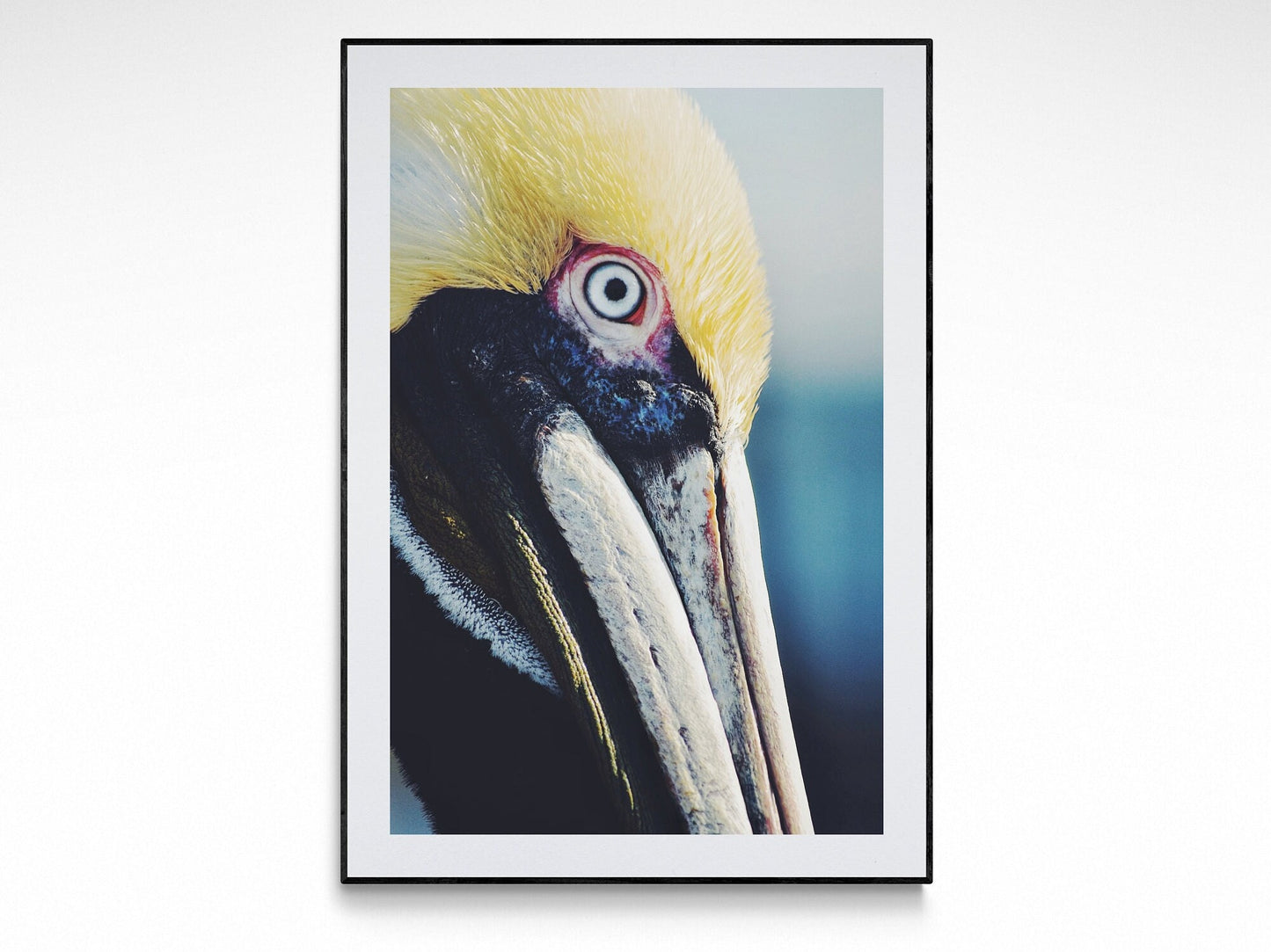 Pelican Portrait