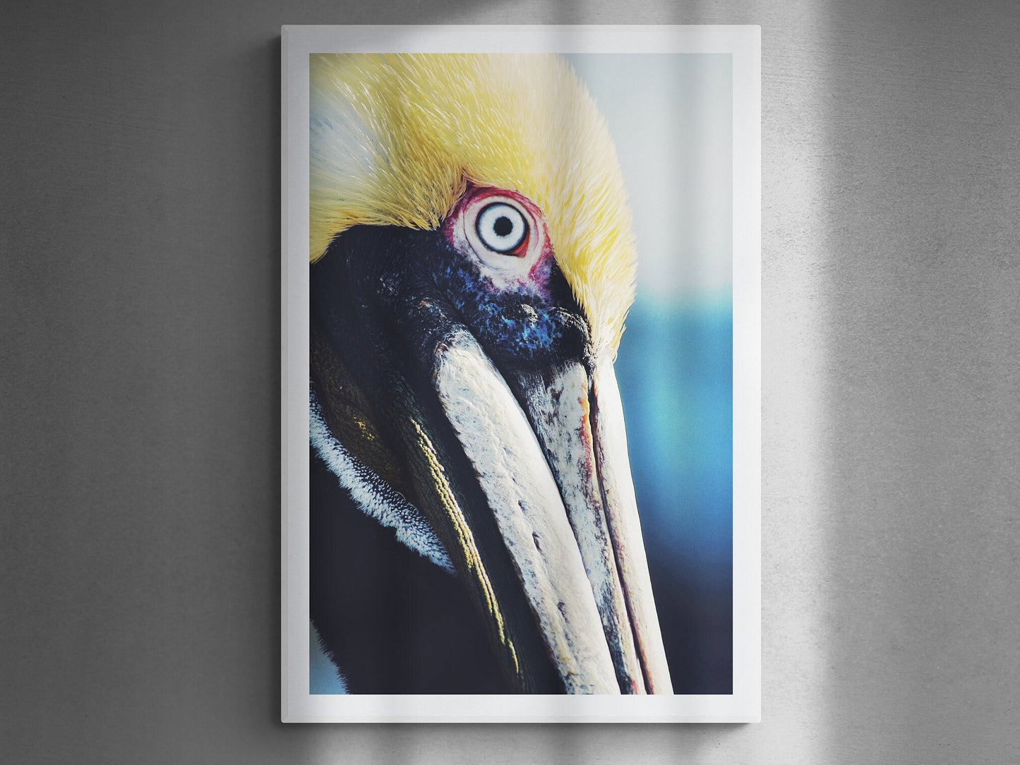 Pelican Portrait