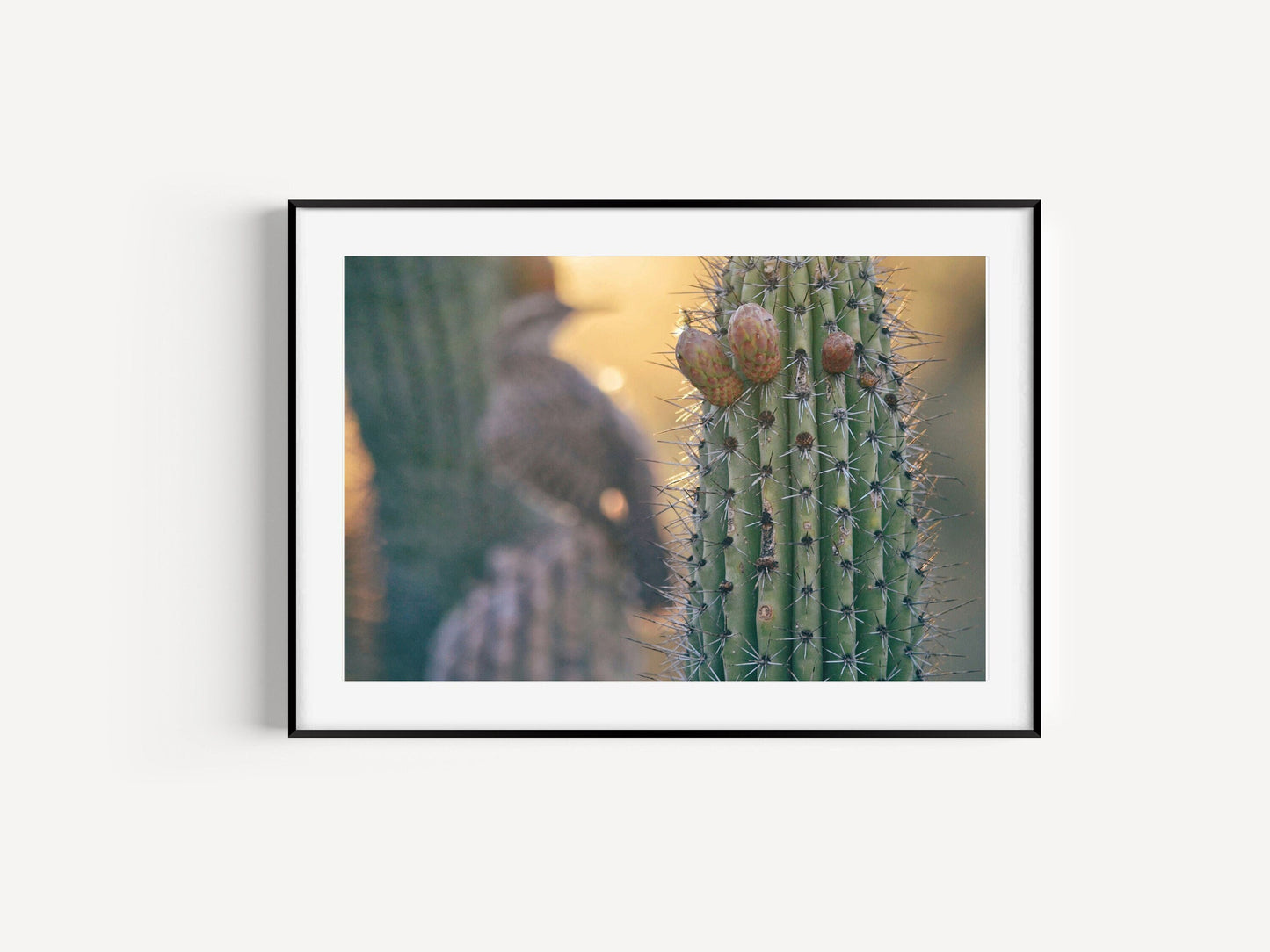 Arizona Cactus Sunset