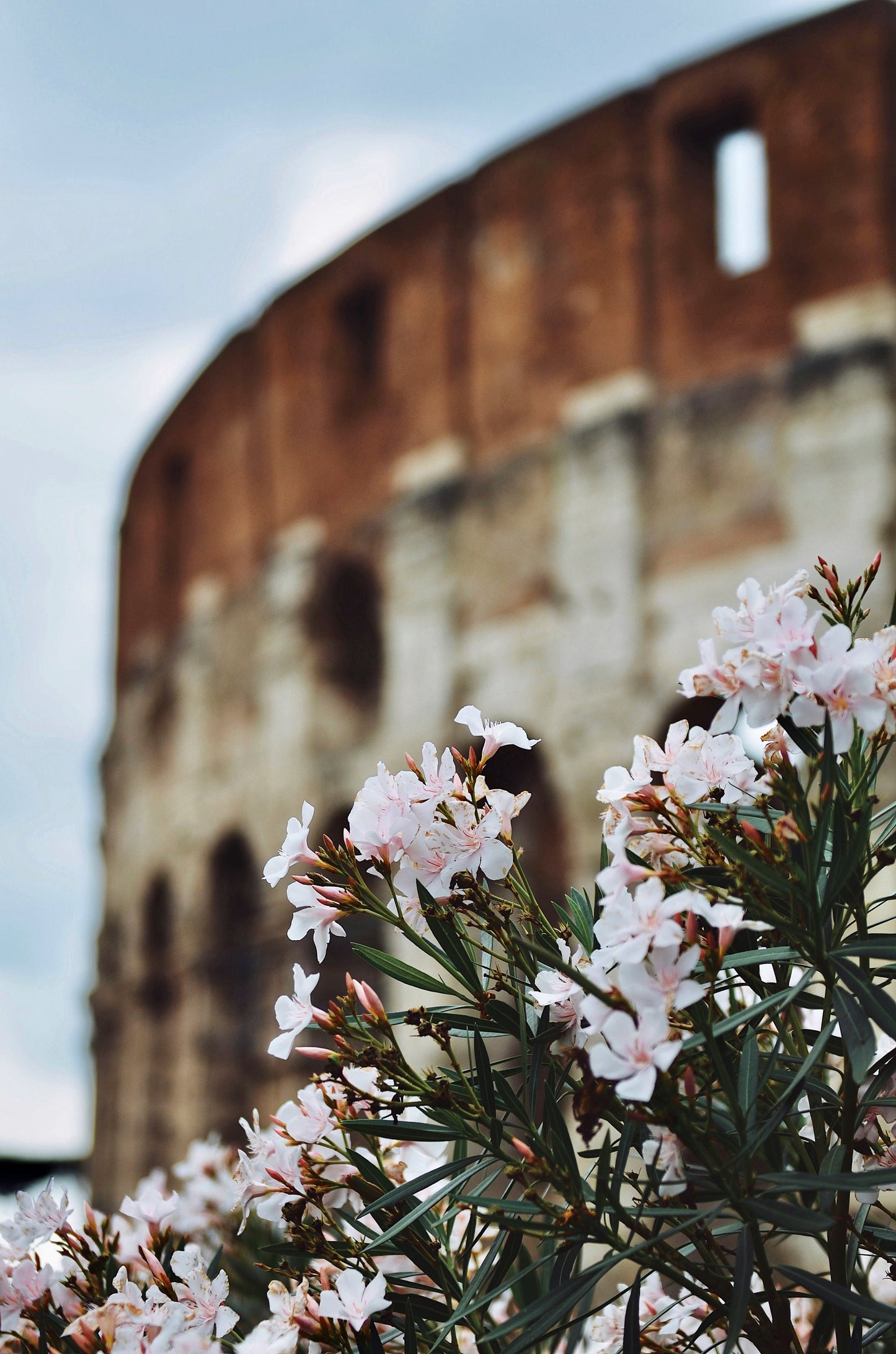 The Colosseum Rome Flowers