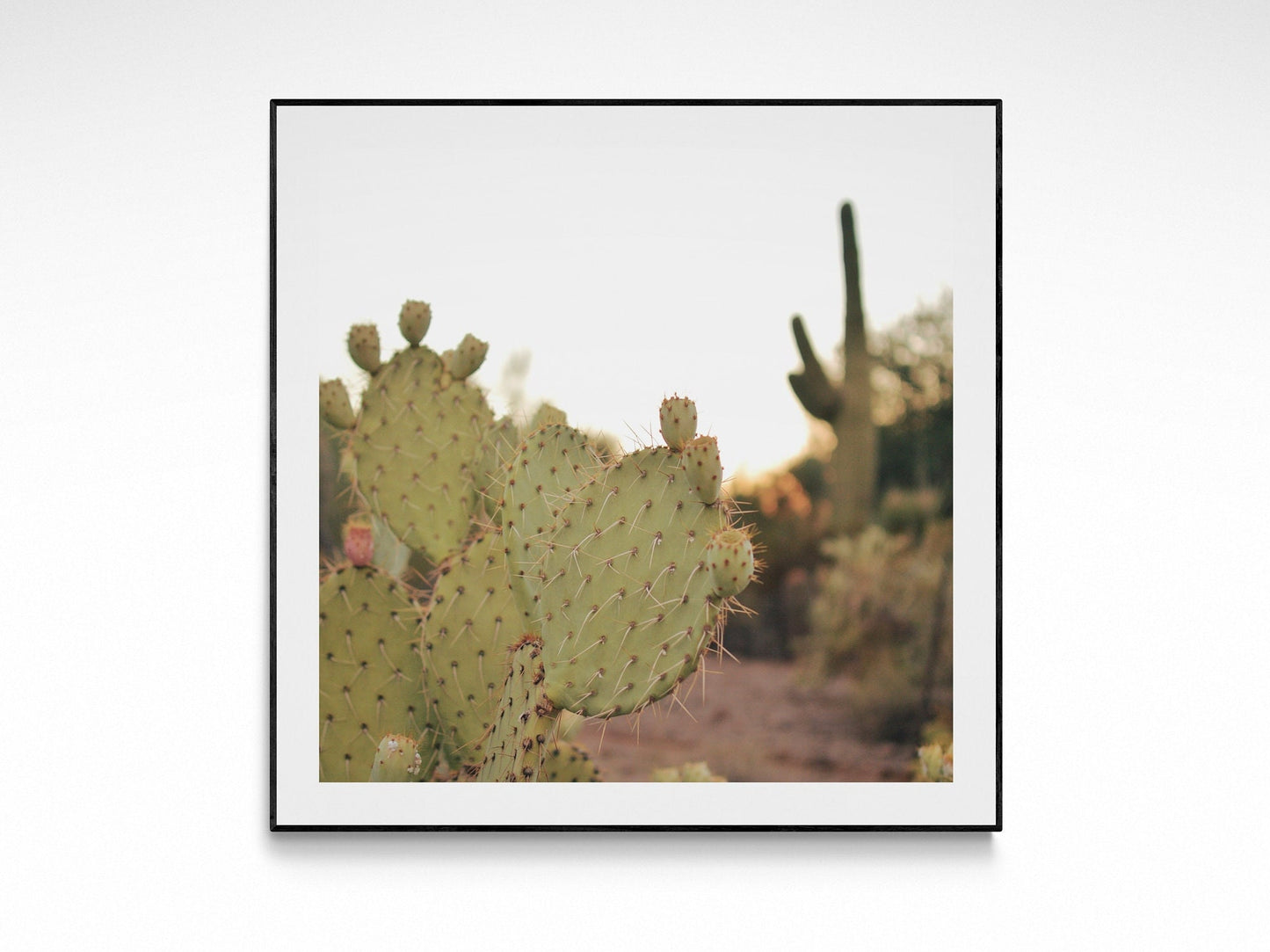 Vintage Desert Cactus